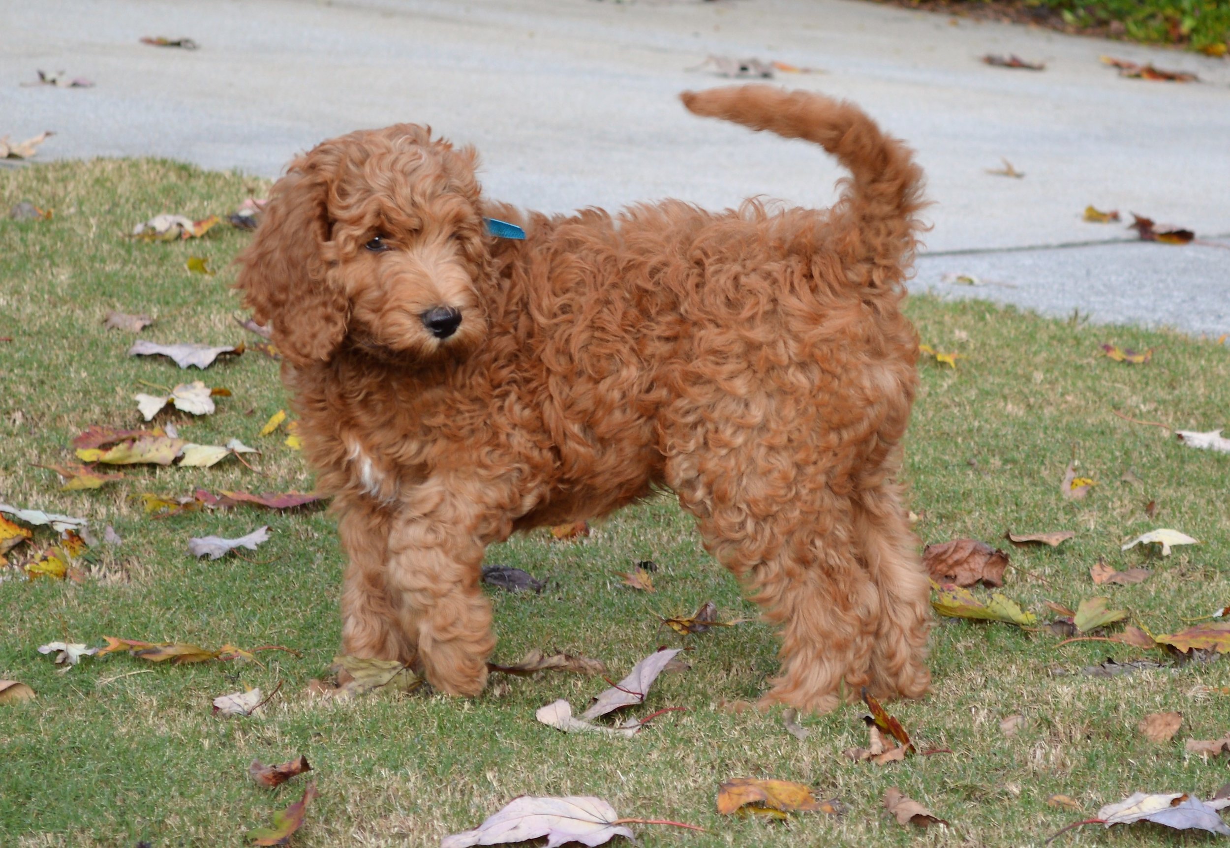 Lakeside Pups Atlanta Georgia GA goldendoodle puppies goldendoodles breeder