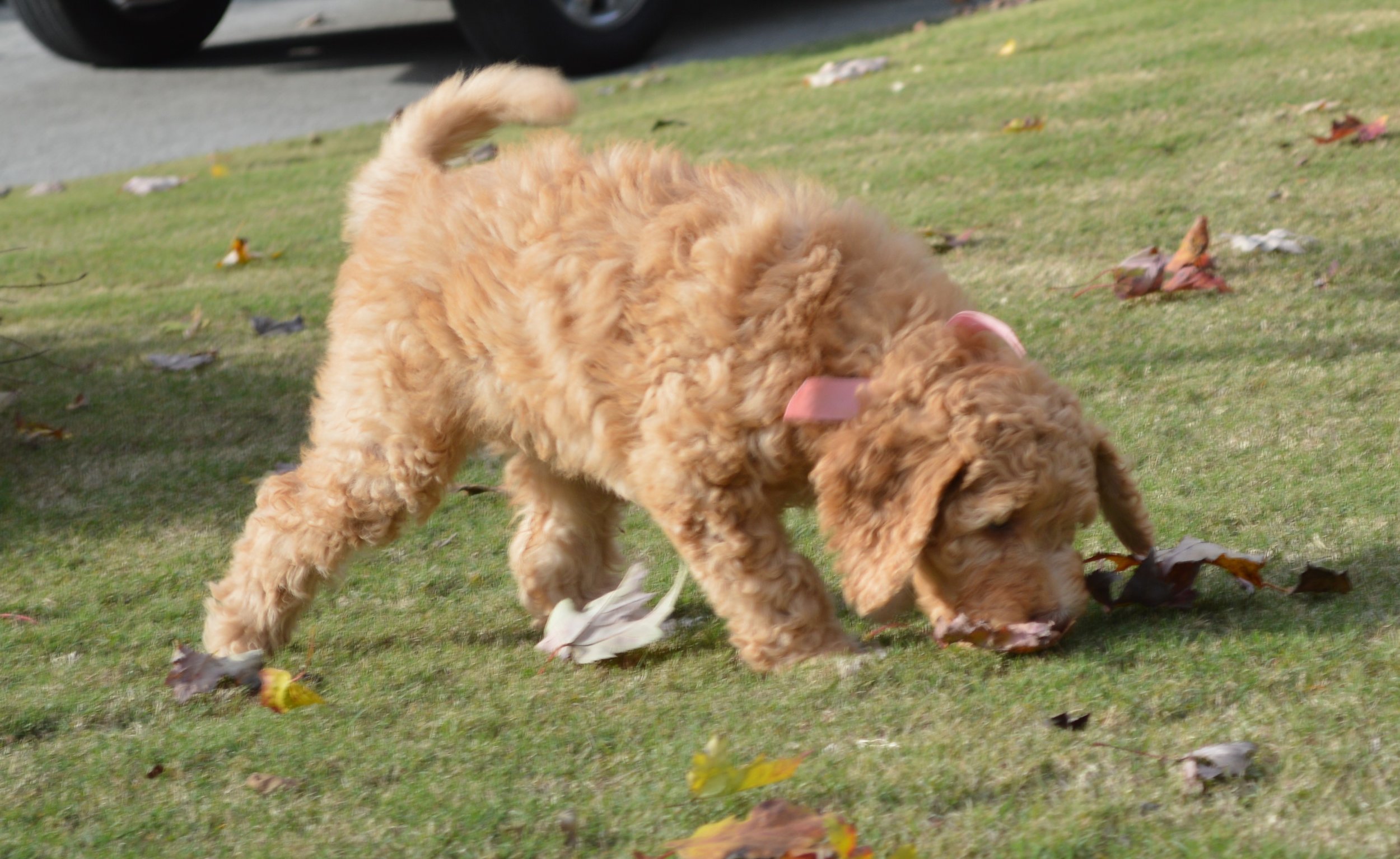 Lakeside Pups Atlanta Georgia GA goldendoodle puppies goldendoodles breeder