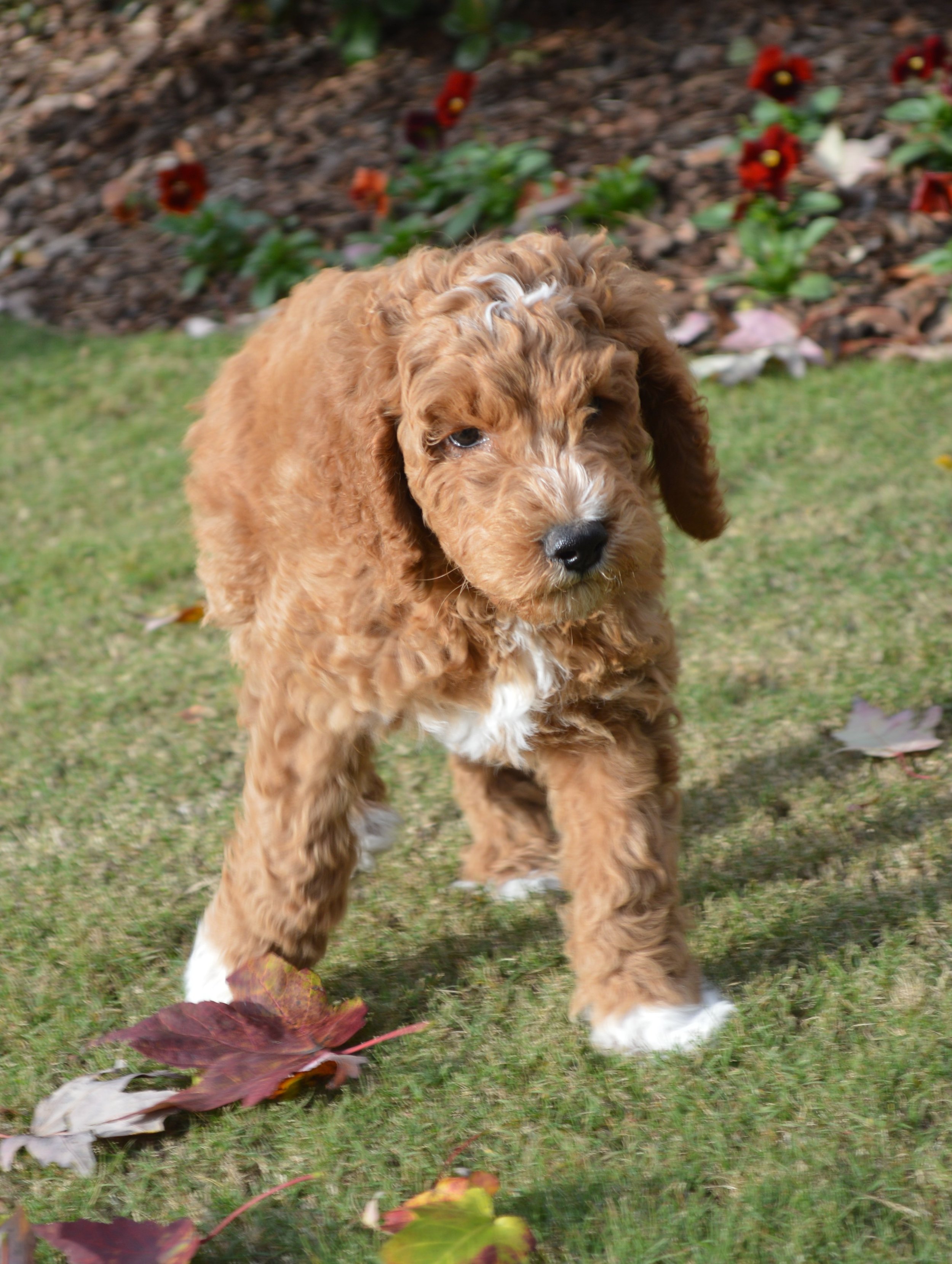 Lakeside Pups Atlanta Georgia GA goldendoodle puppies goldendoodles breeder