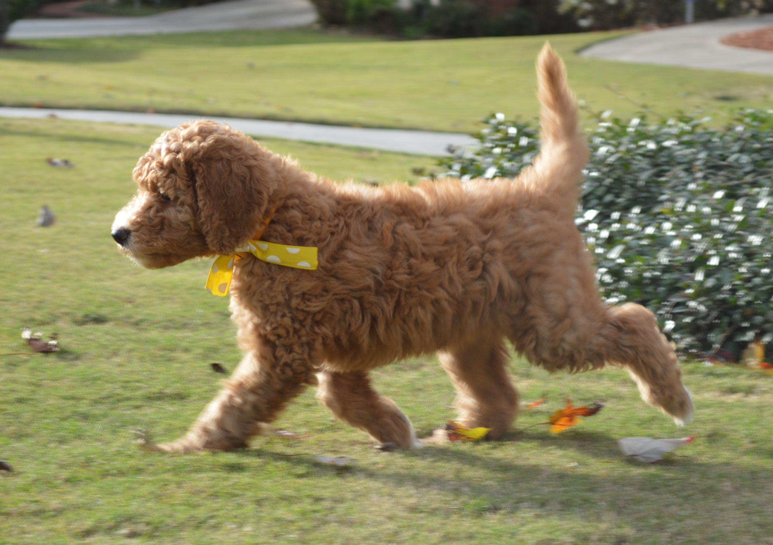 Lakeside Pups Atlanta Georgia GA goldendoodle puppies goldendoodles breeder