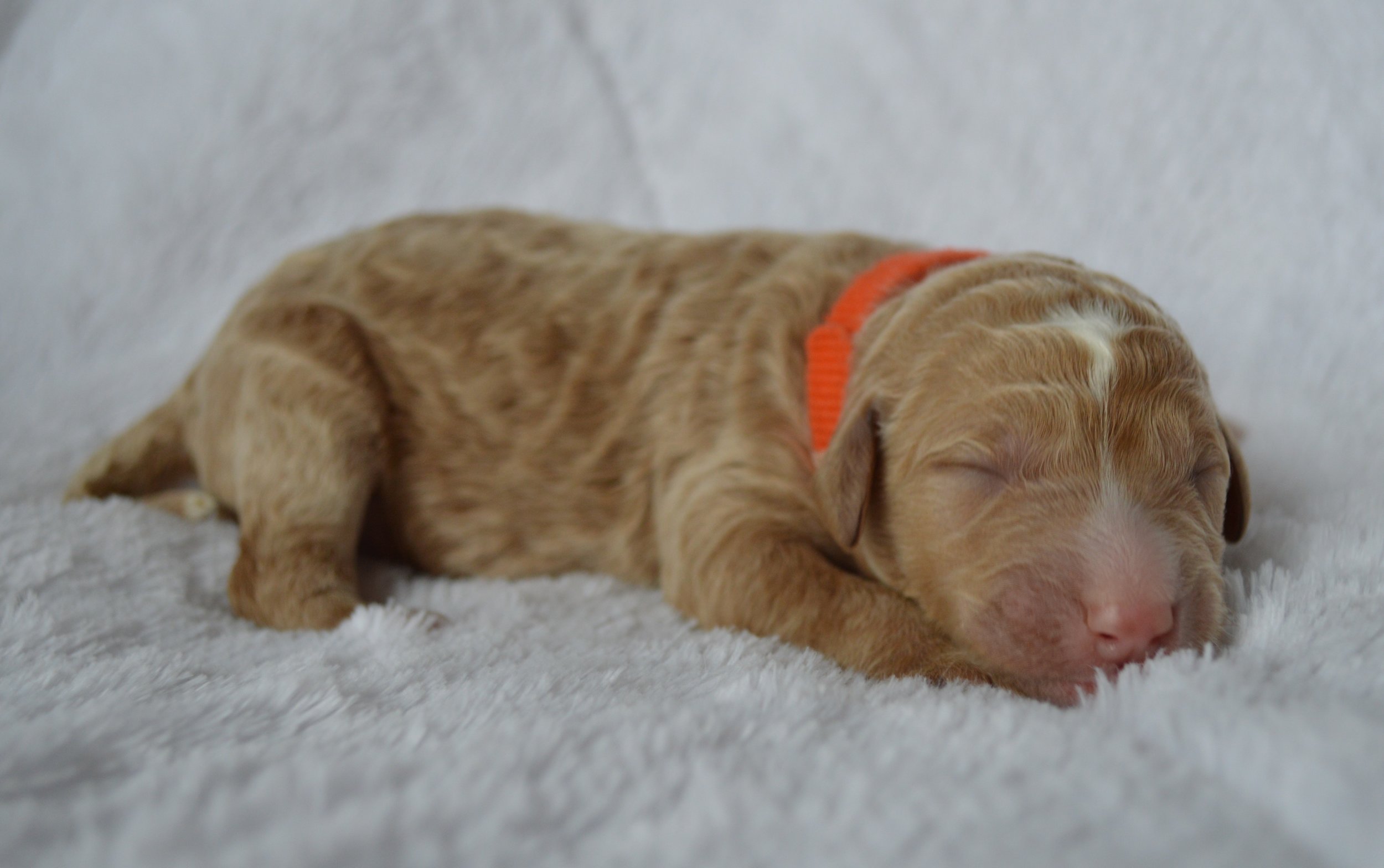 Lakeside Pups Atlanta Georgia GA goldendoodle puppies goldendoodles breeder