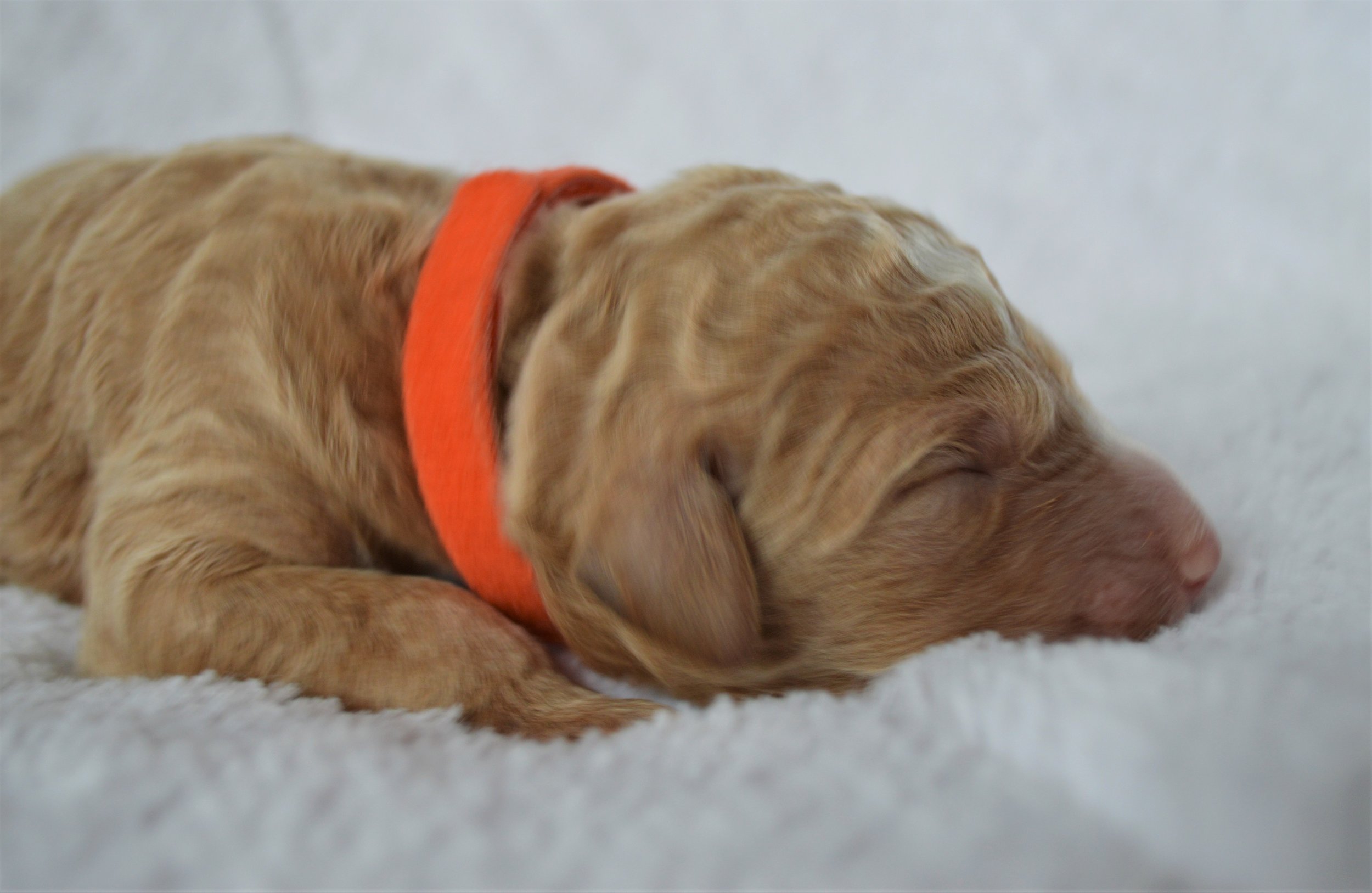 Lakeside Pups Atlanta Georgia GA goldendoodle puppies goldendoodles breeder