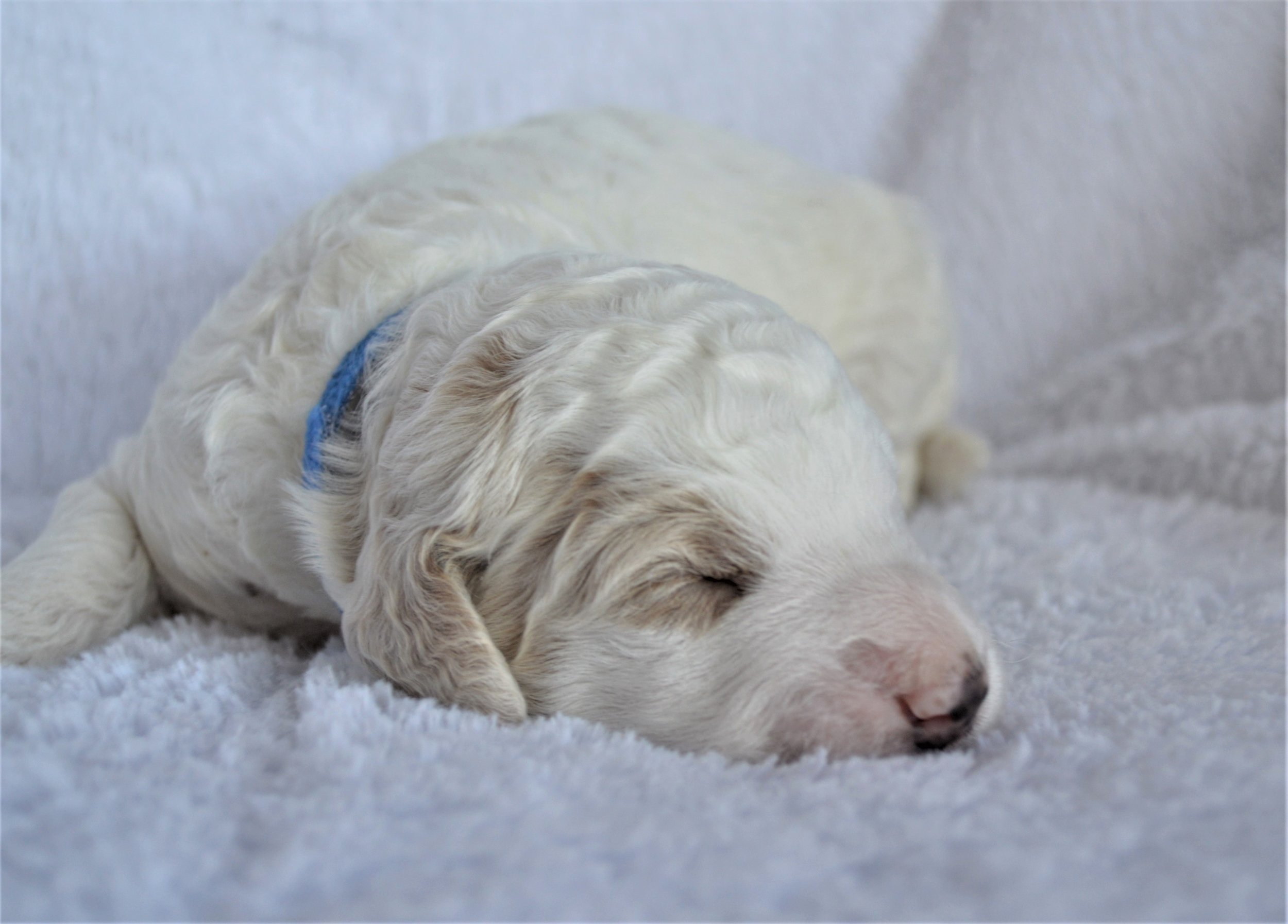 Lakeside Pups Atlanta Georgia GA goldendoodle puppies goldendoodles breeder