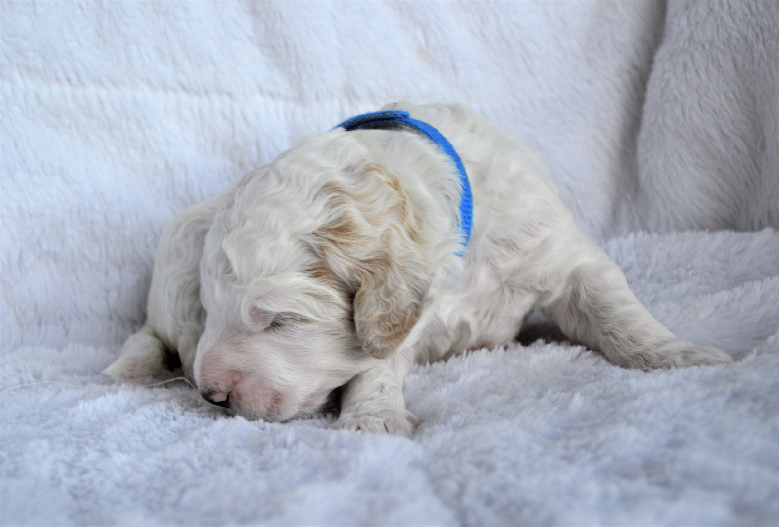 Lakeside Pups Atlanta Georgia GA goldendoodle puppies goldendoodles breeder