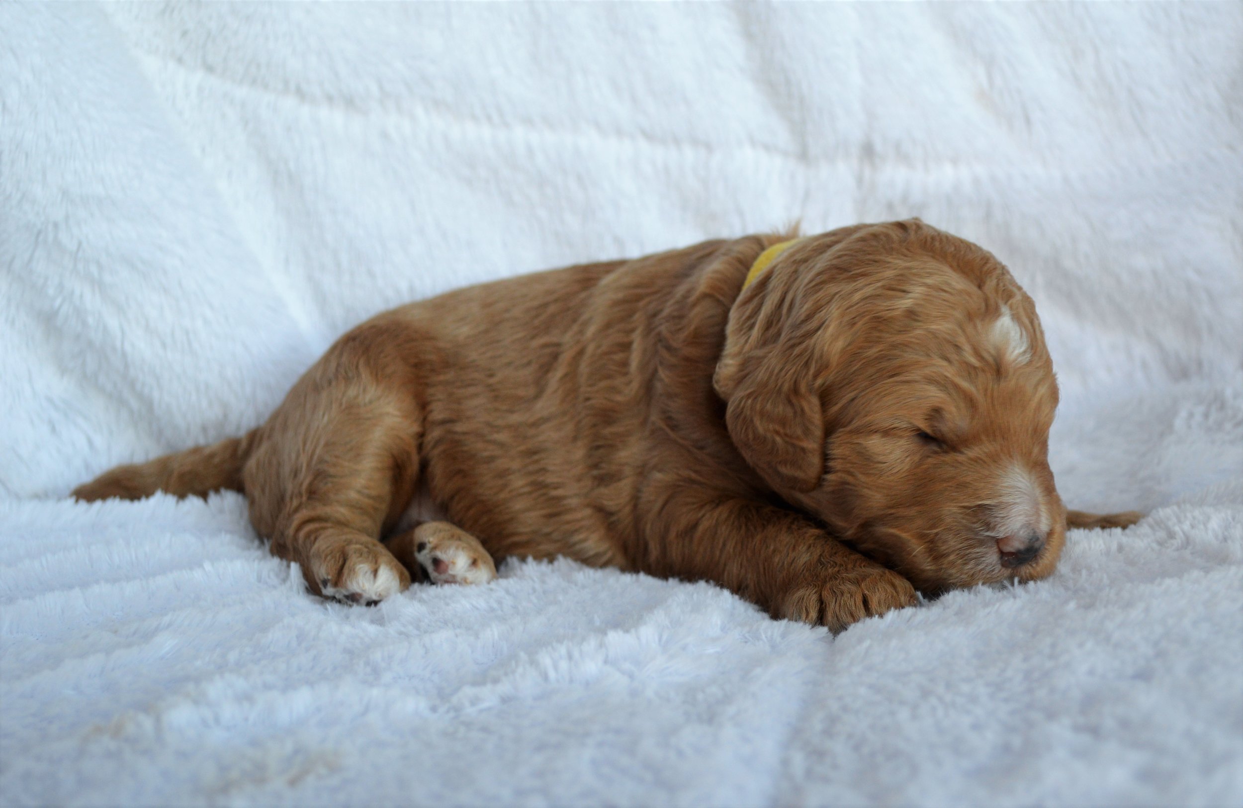 Lakeside Pups Atlanta Georgia GA goldendoodle puppies goldendoodles breeder