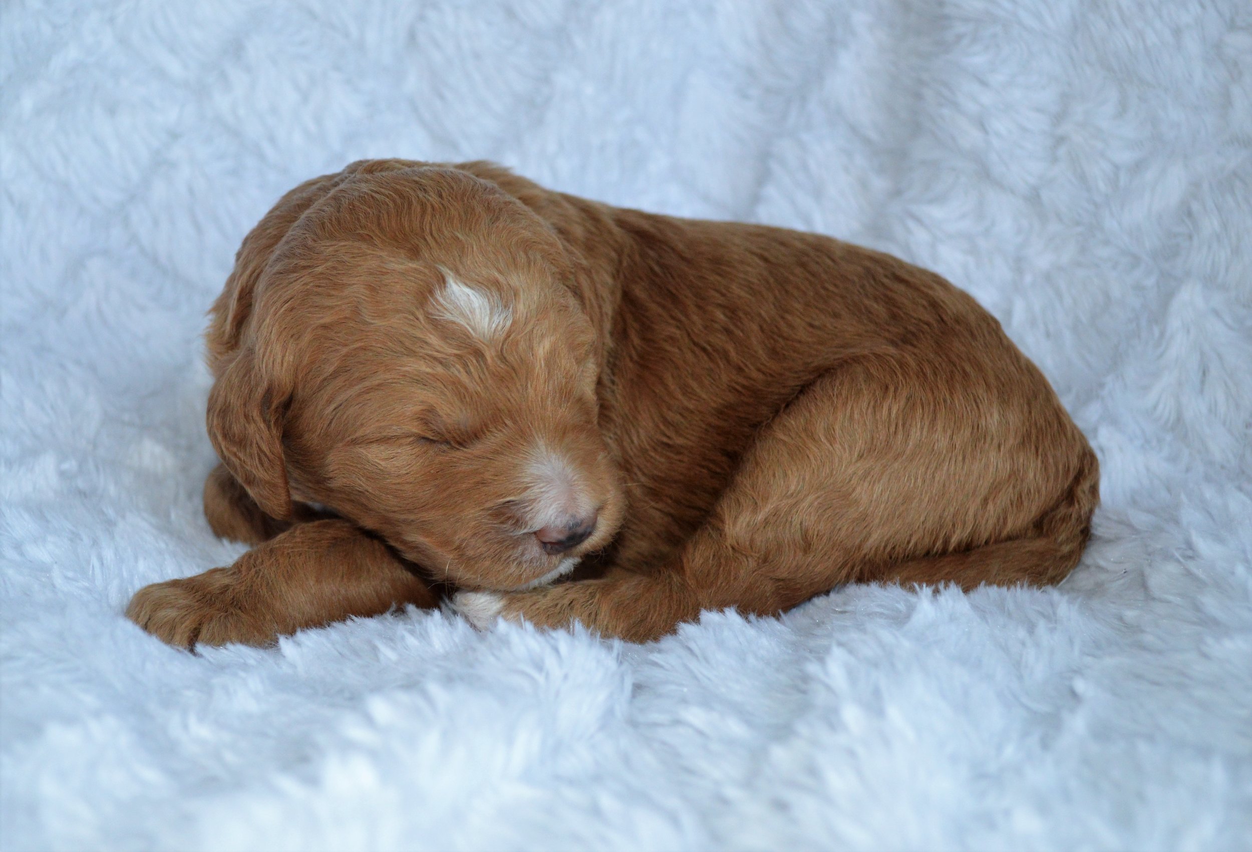 Lakeside Pups Atlanta Georgia GA goldendoodle puppies goldendoodles breeder