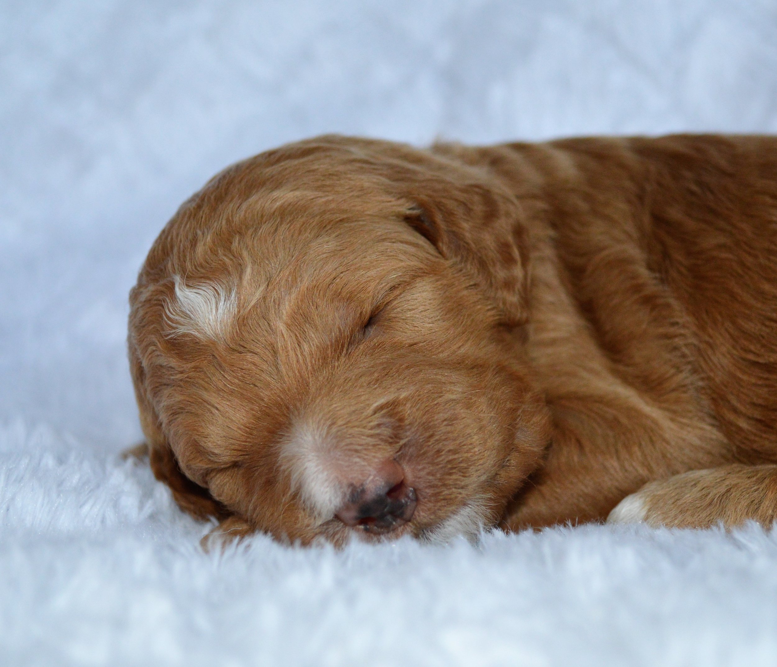 Lakeside Pups Atlanta Georgia GA goldendoodle puppies goldendoodles breeder