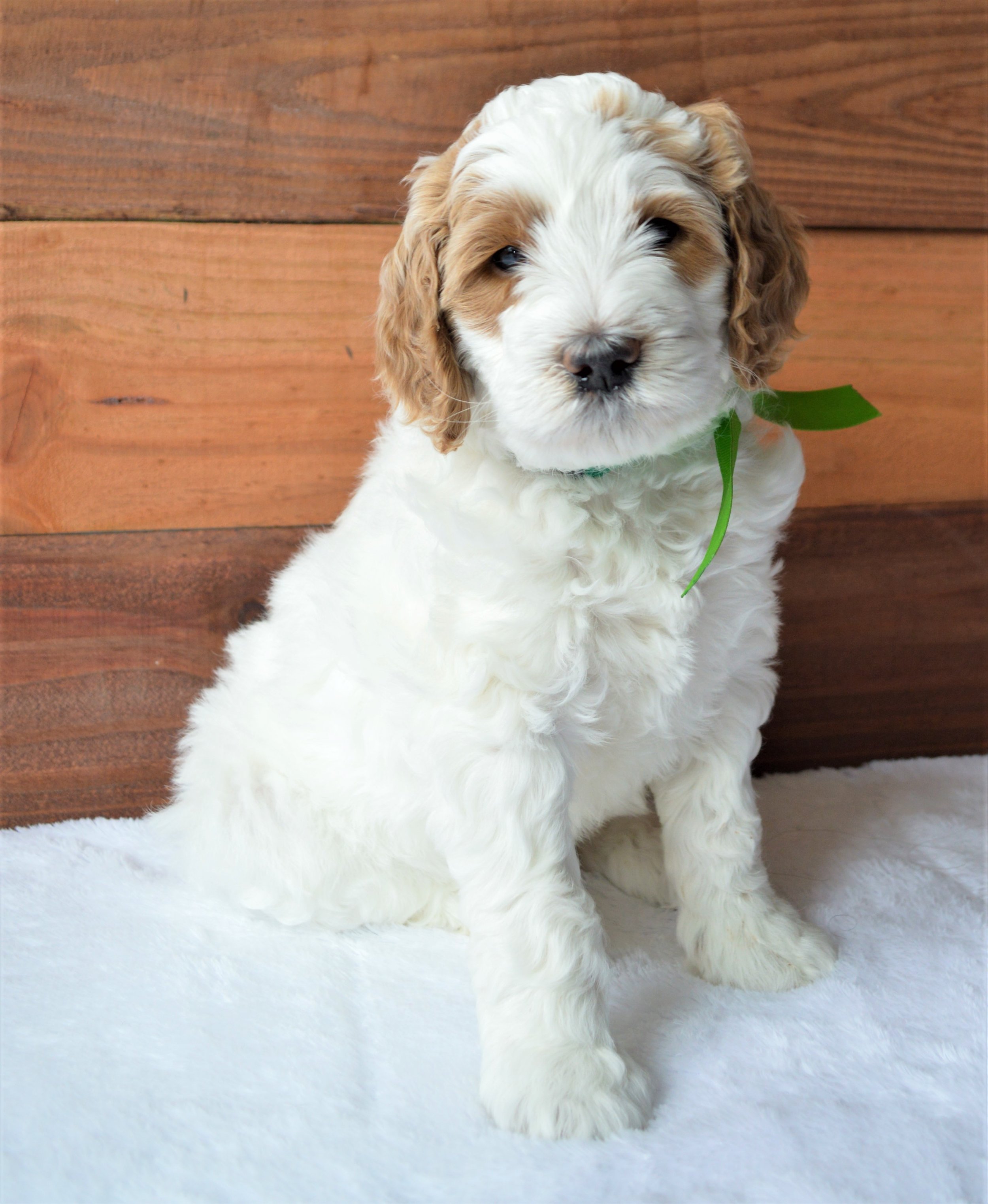 Lakeside Pups Atlanta Georgia GA goldendoodle puppies goldendoodles breeder