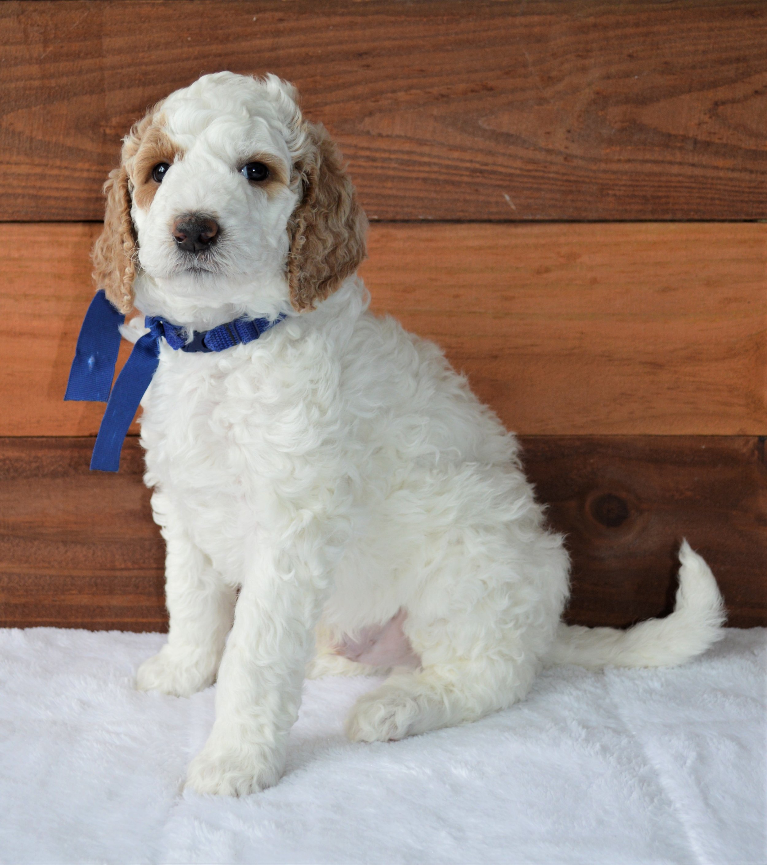 Lakeside Pups Atlanta Georgia GA goldendoodle puppies goldendoodles breeder