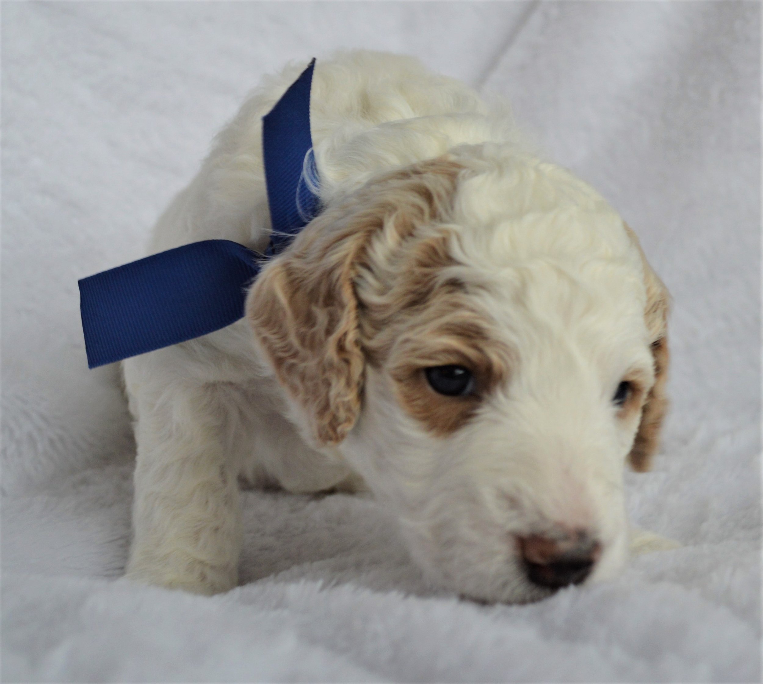 Lakeside Pups Atlanta Georgia GA goldendoodle puppies goldendoodles breeder