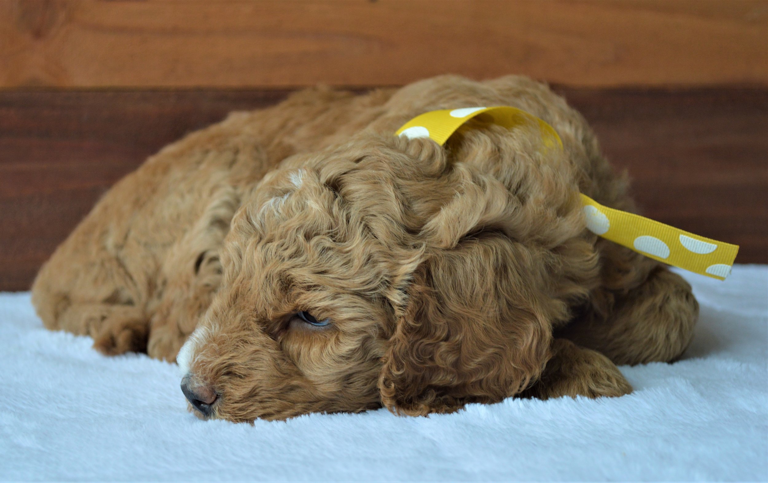 Lakeside Pups Atlanta Georgia GA goldendoodle puppies goldendoodles breeder