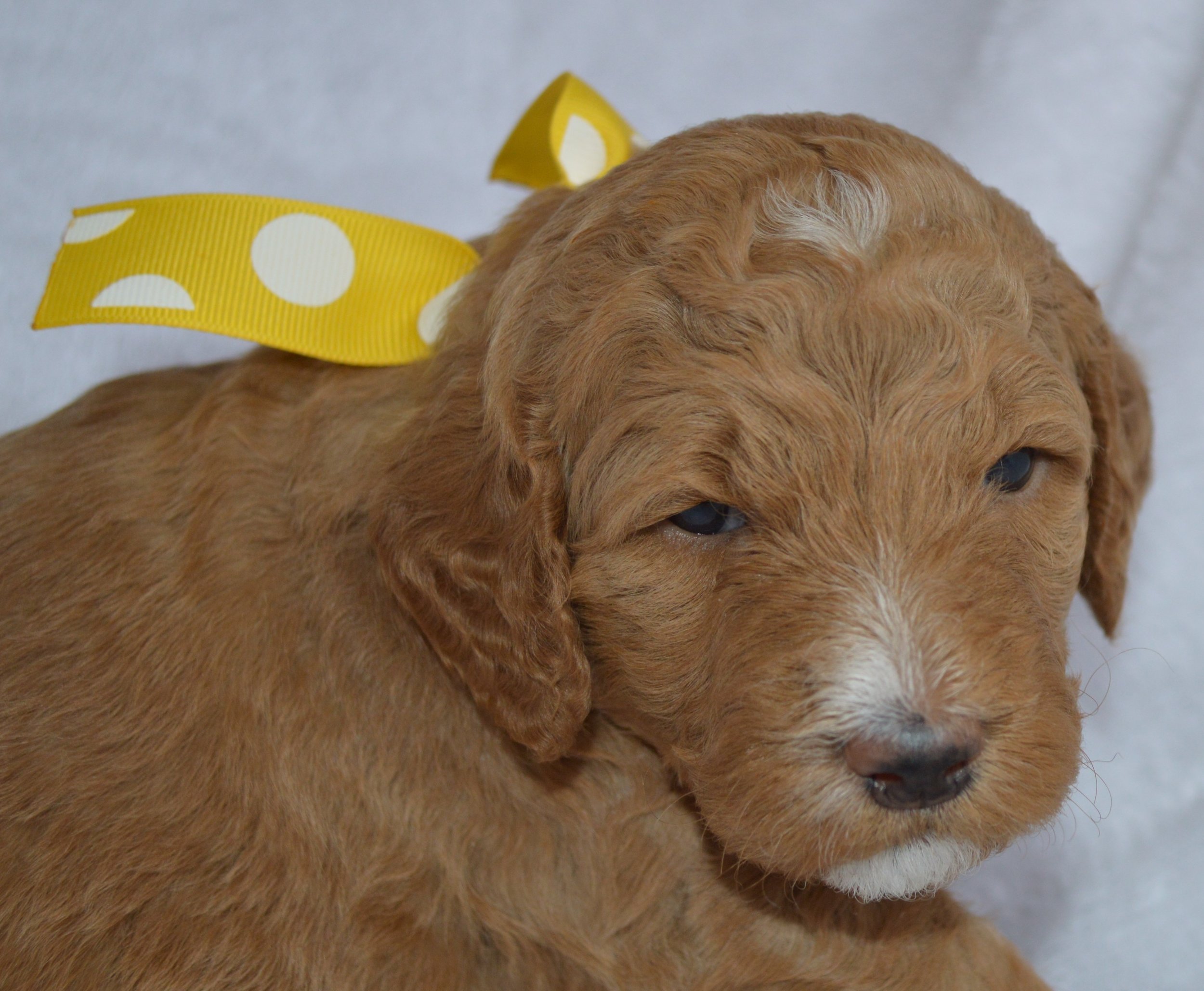 Lakeside Pups Atlanta Georgia GA goldendoodle puppies goldendoodles breeder