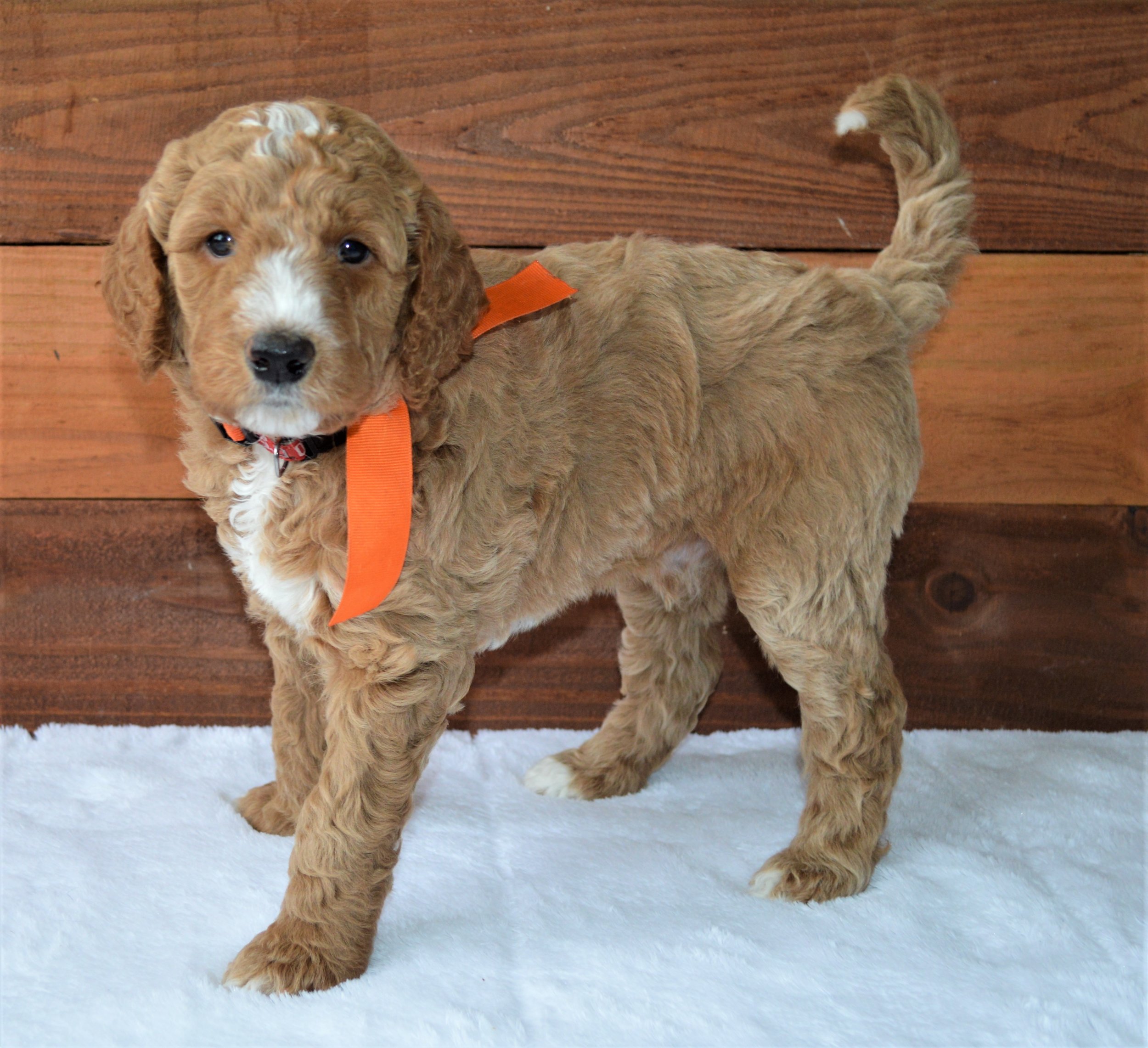 Lakeside Pups Atlanta Georgia GA goldendoodle puppies goldendoodles breeder