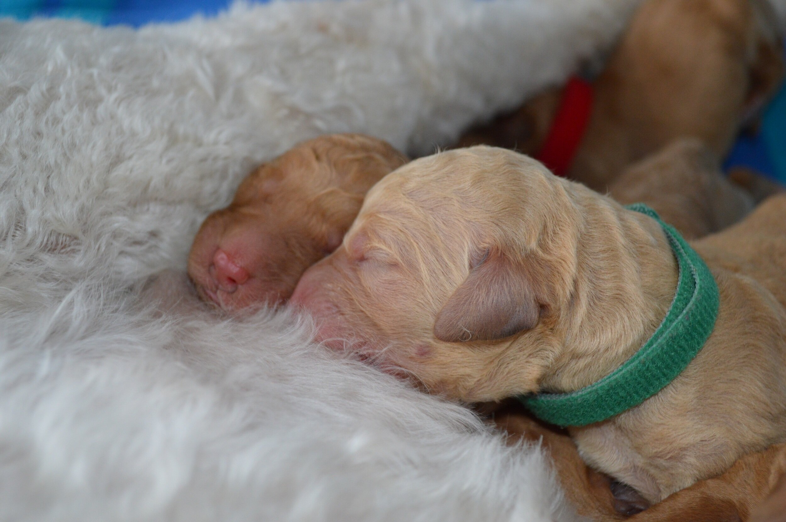 goldendoodle puppies atlanta