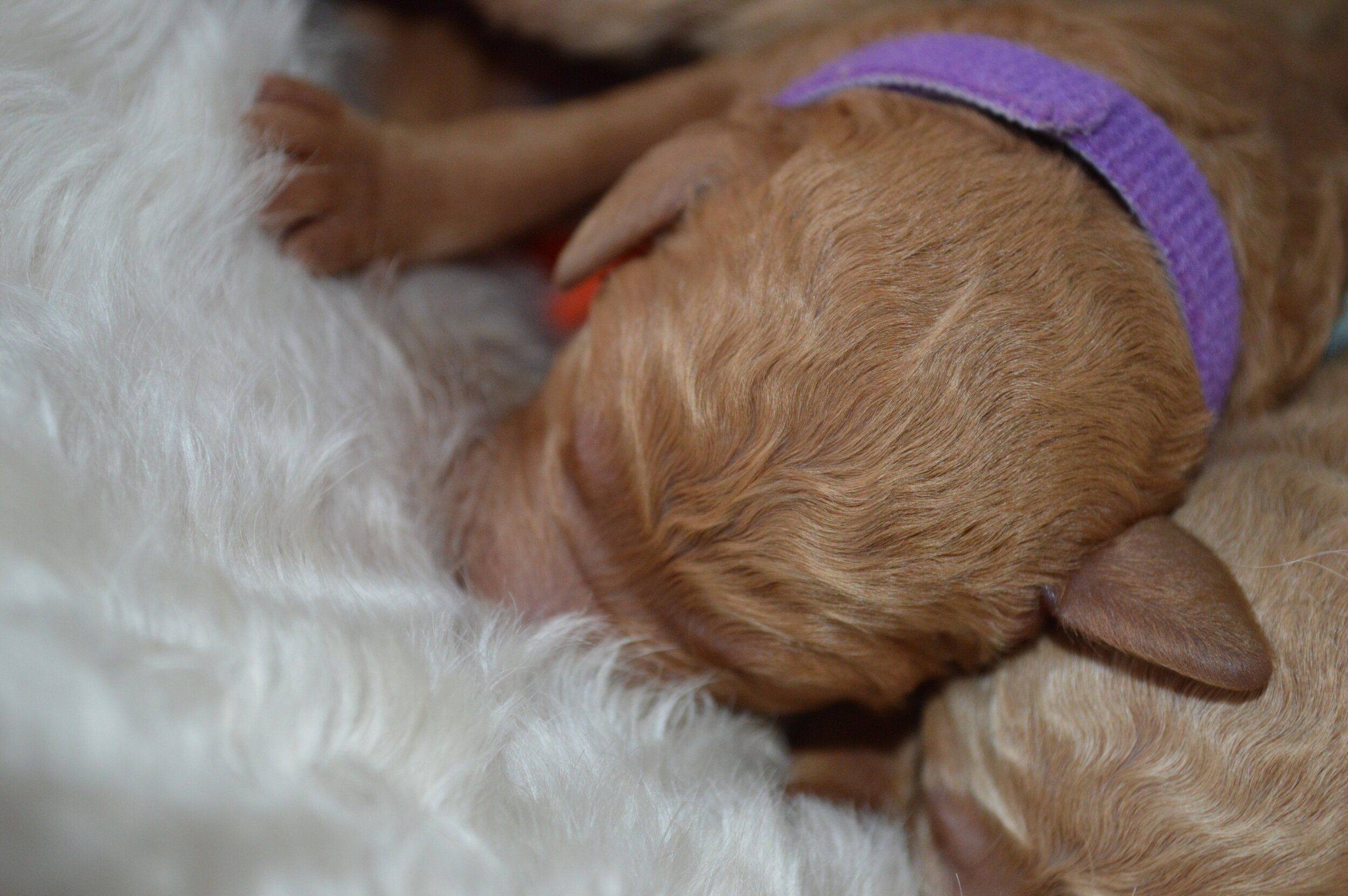 goldendoodle puppies for sale