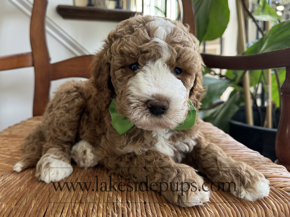月光爪哇　Pups ✨ Make the last days of January unforgettable! Wrap up the month