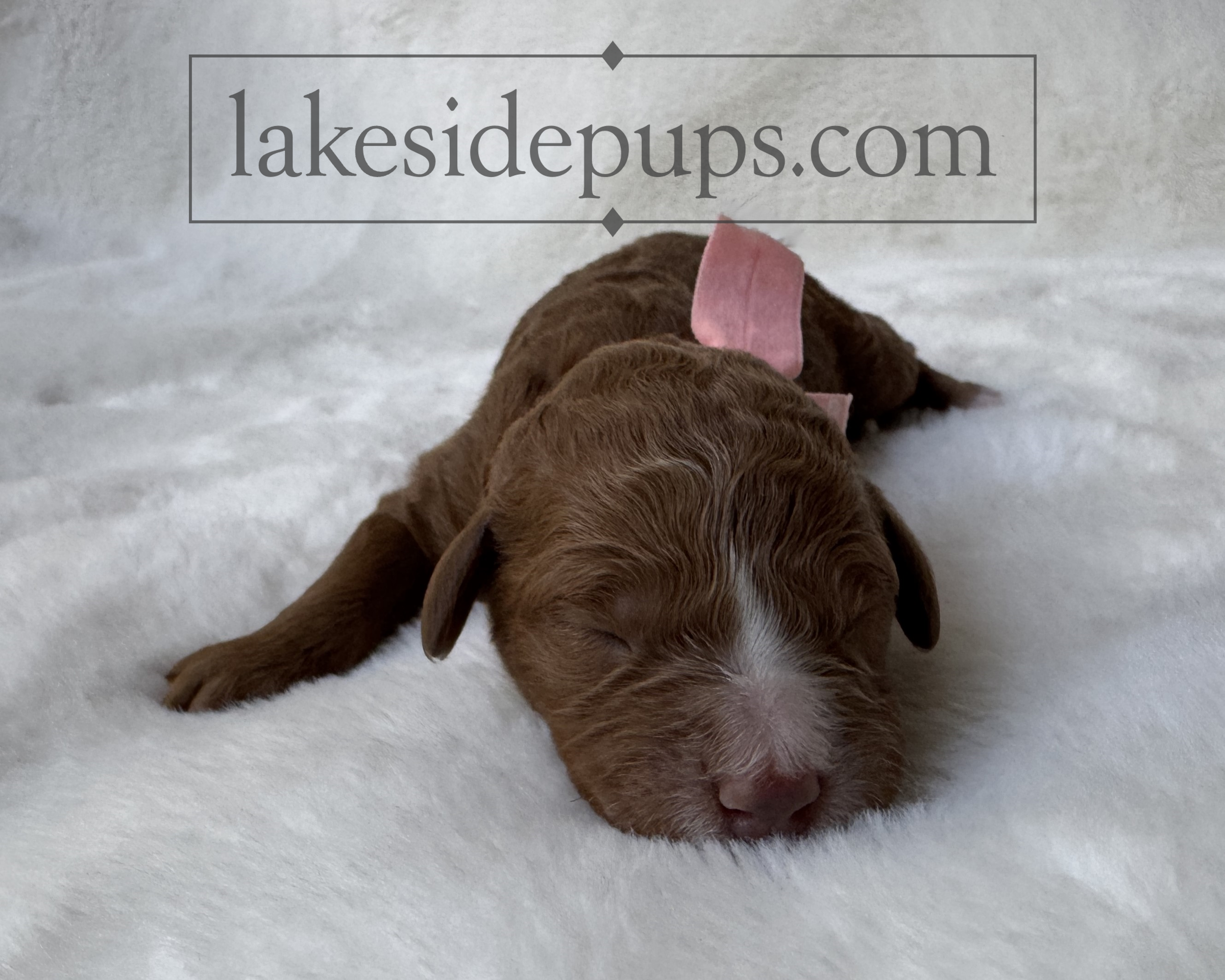 one day old