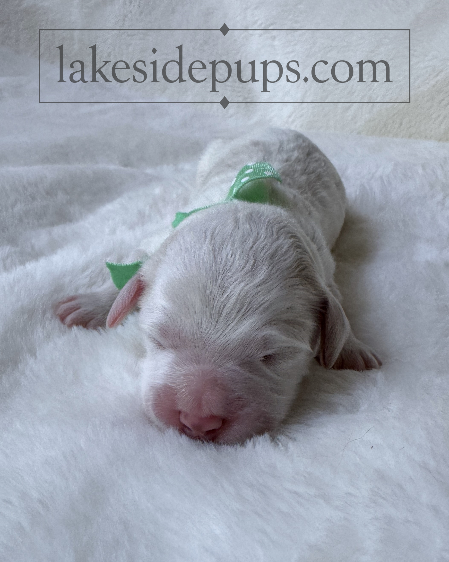 one day old