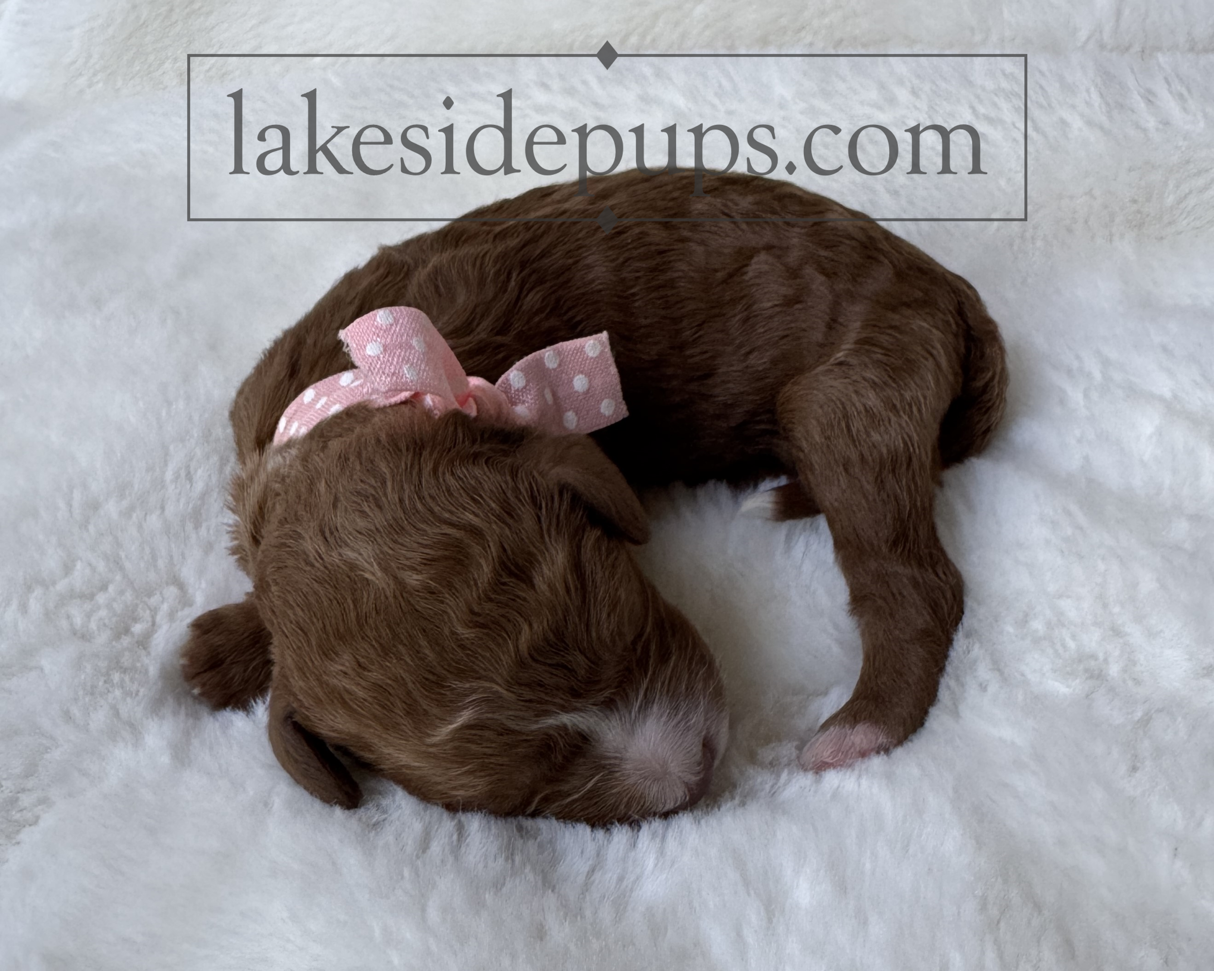 one day old
