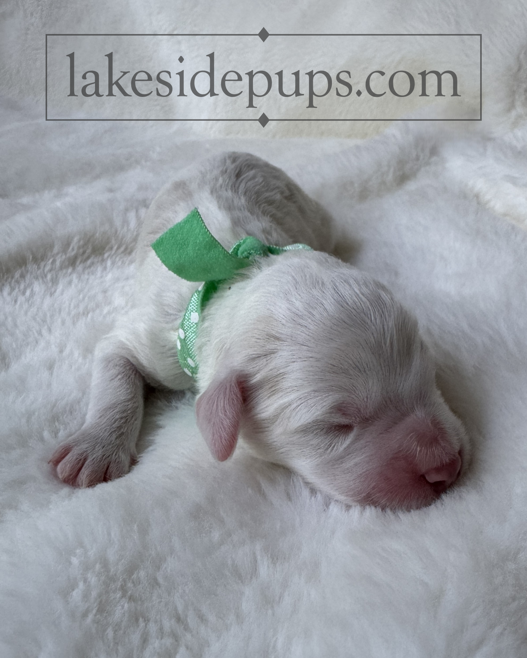 one day old