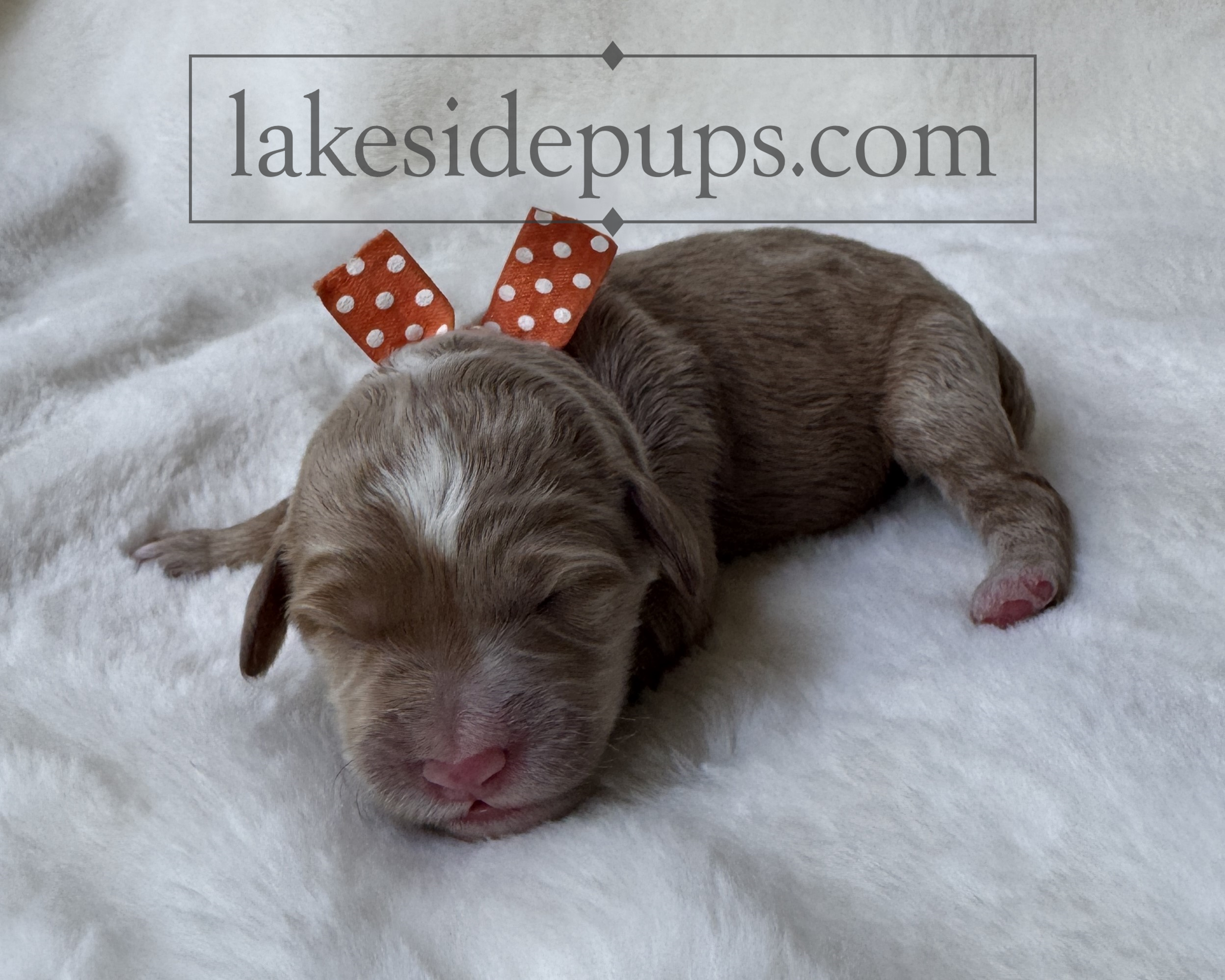 one day old