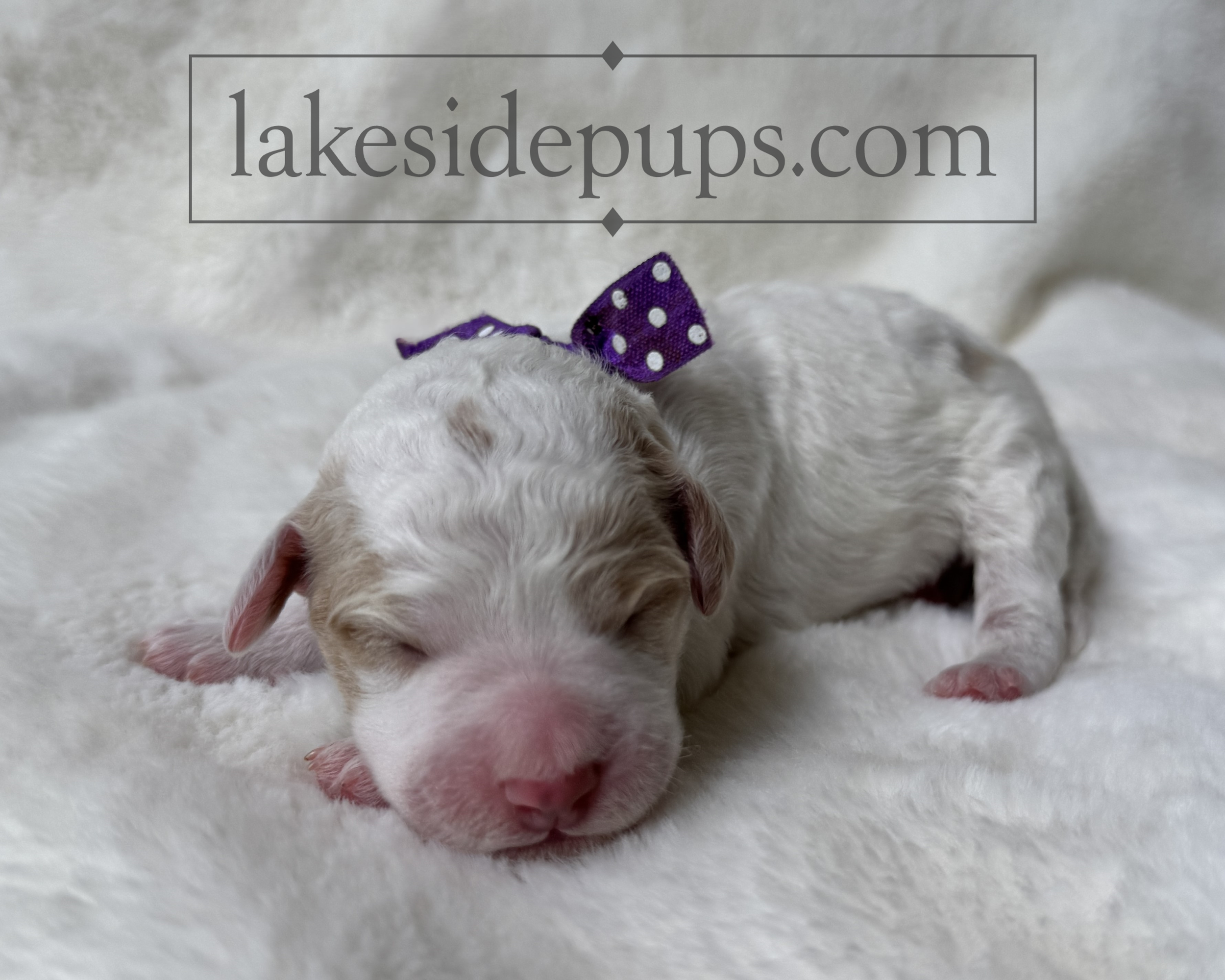 one day old