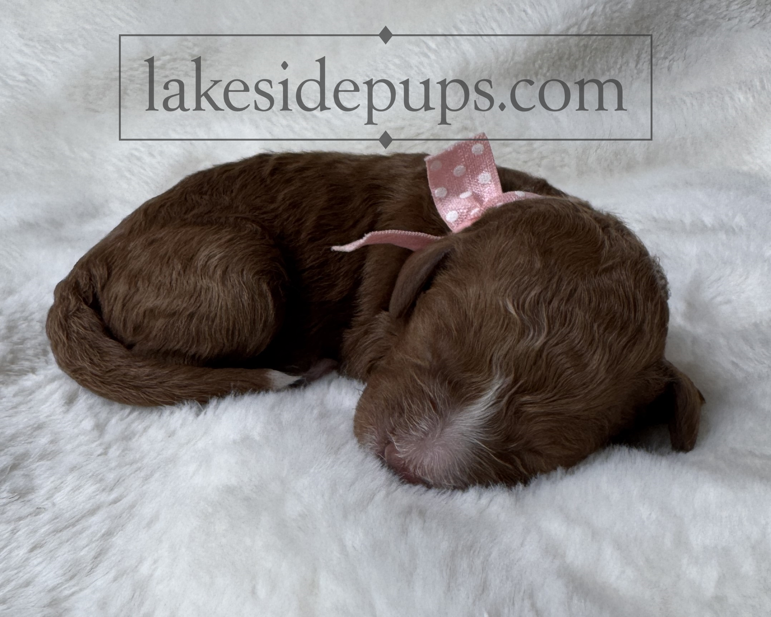 one day old