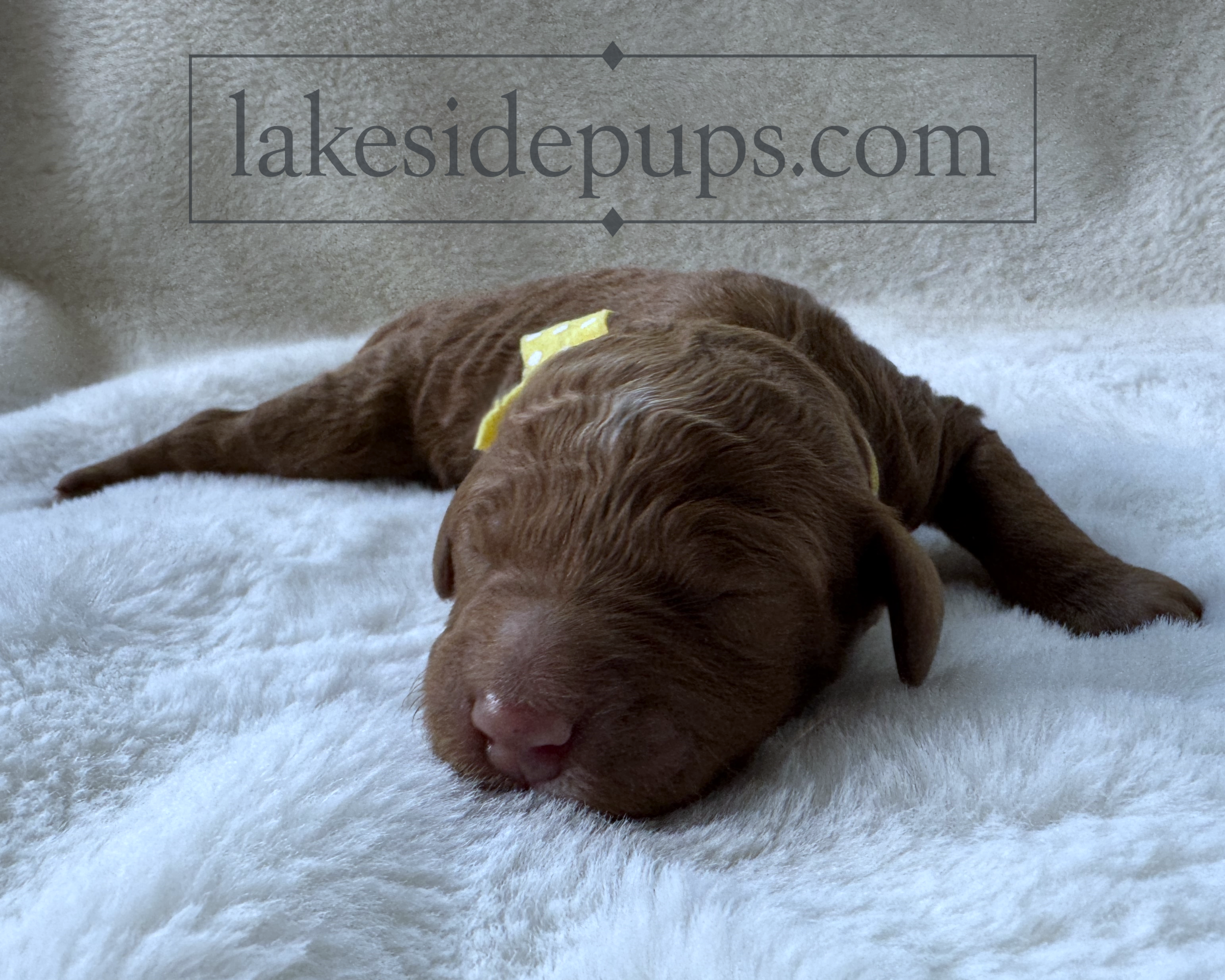 one day old