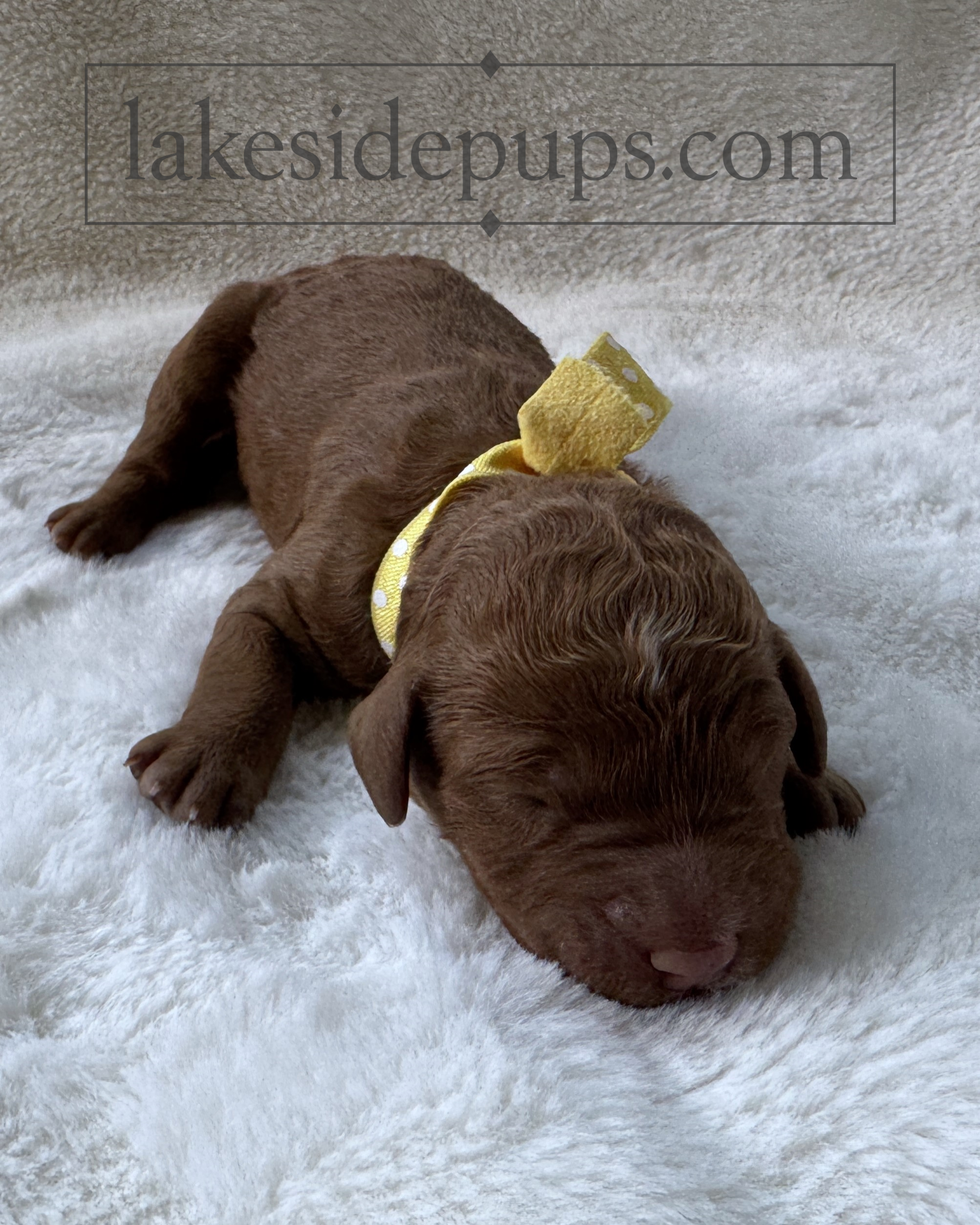 one day old