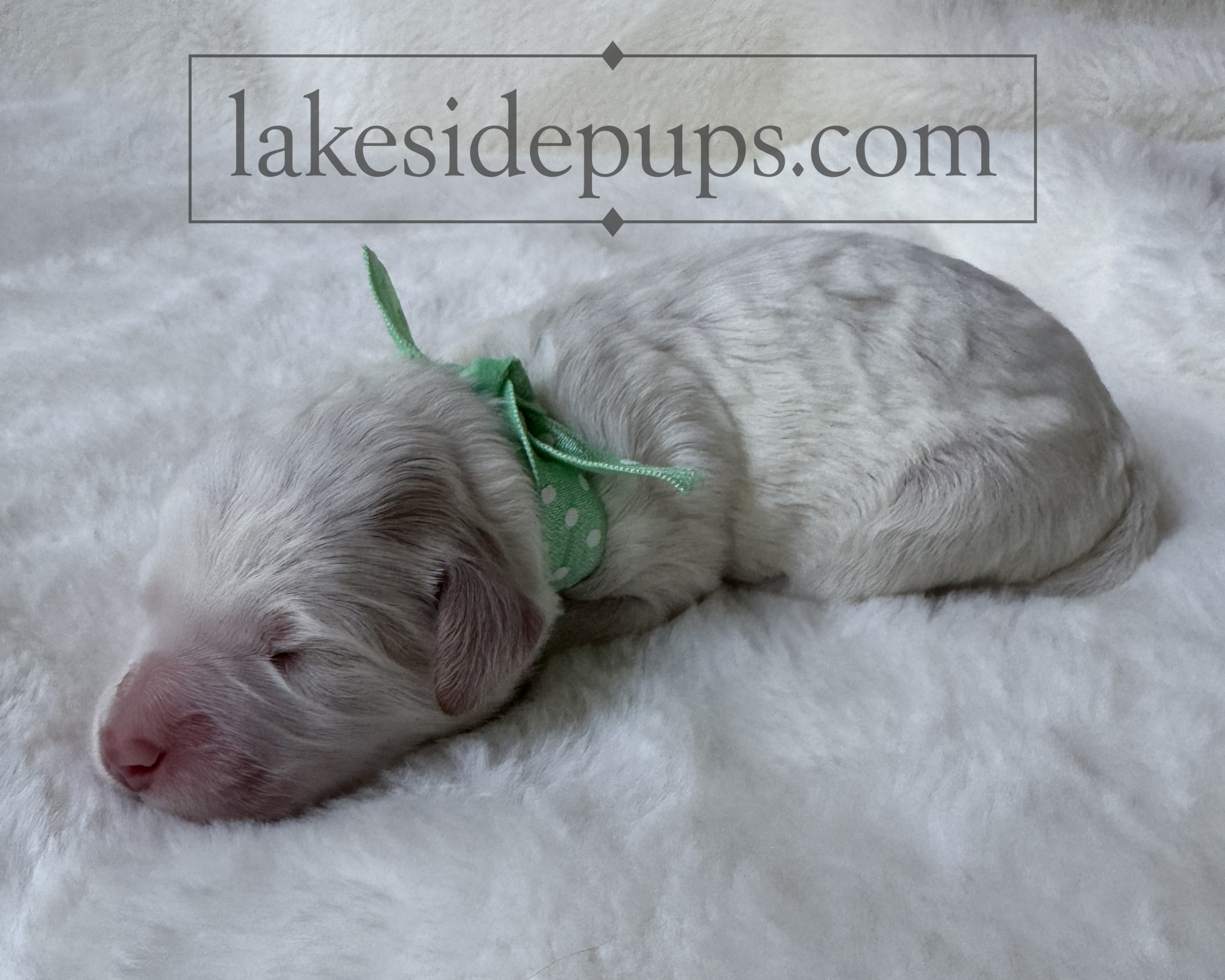 one day old