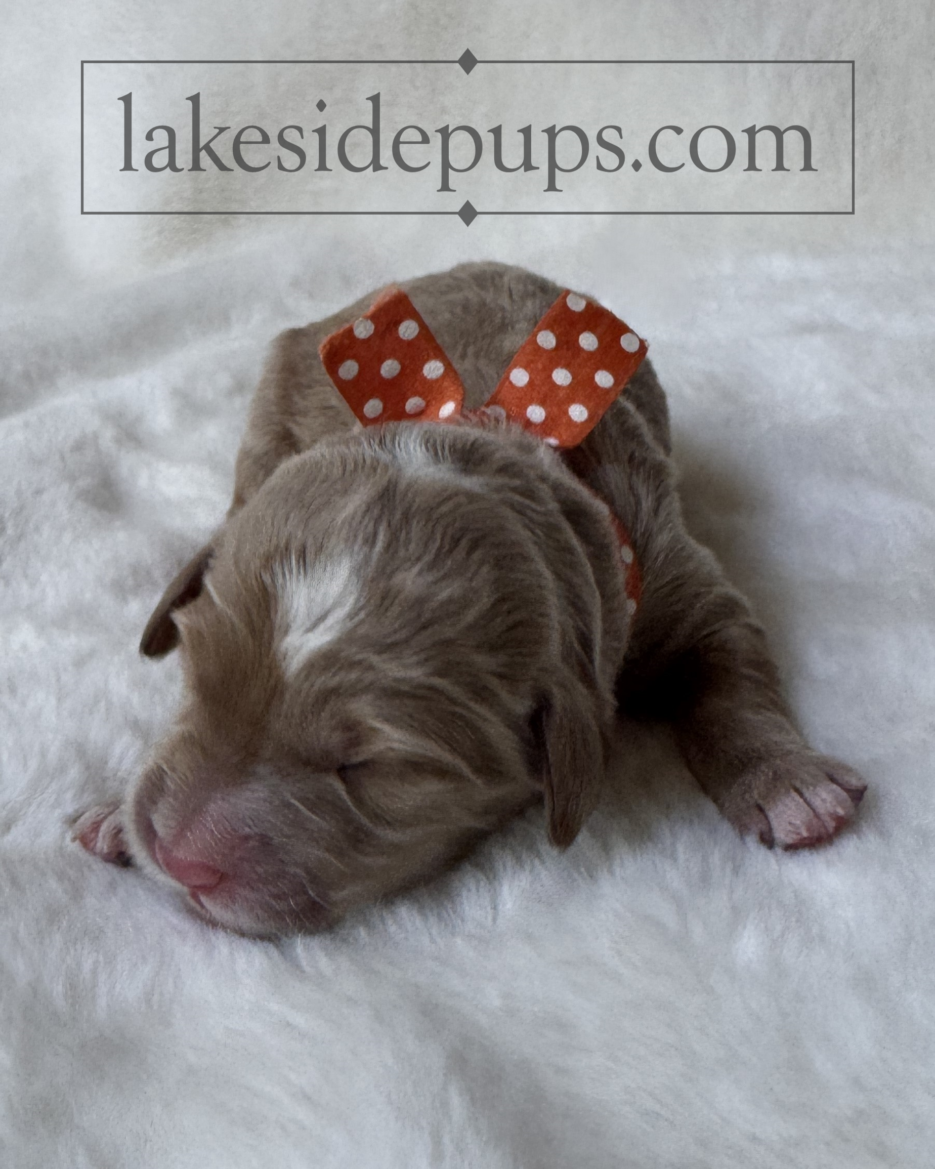 one day old