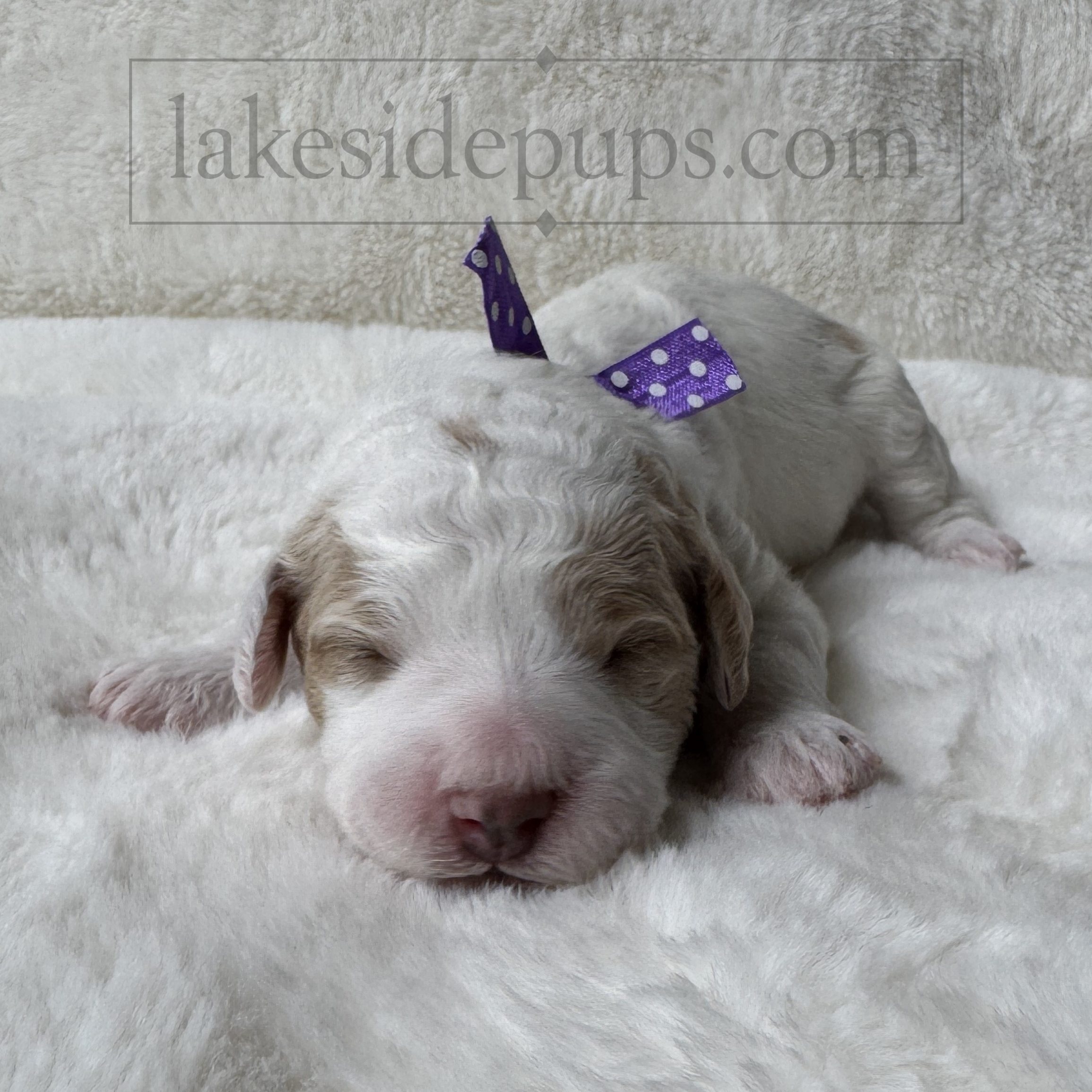 one week old