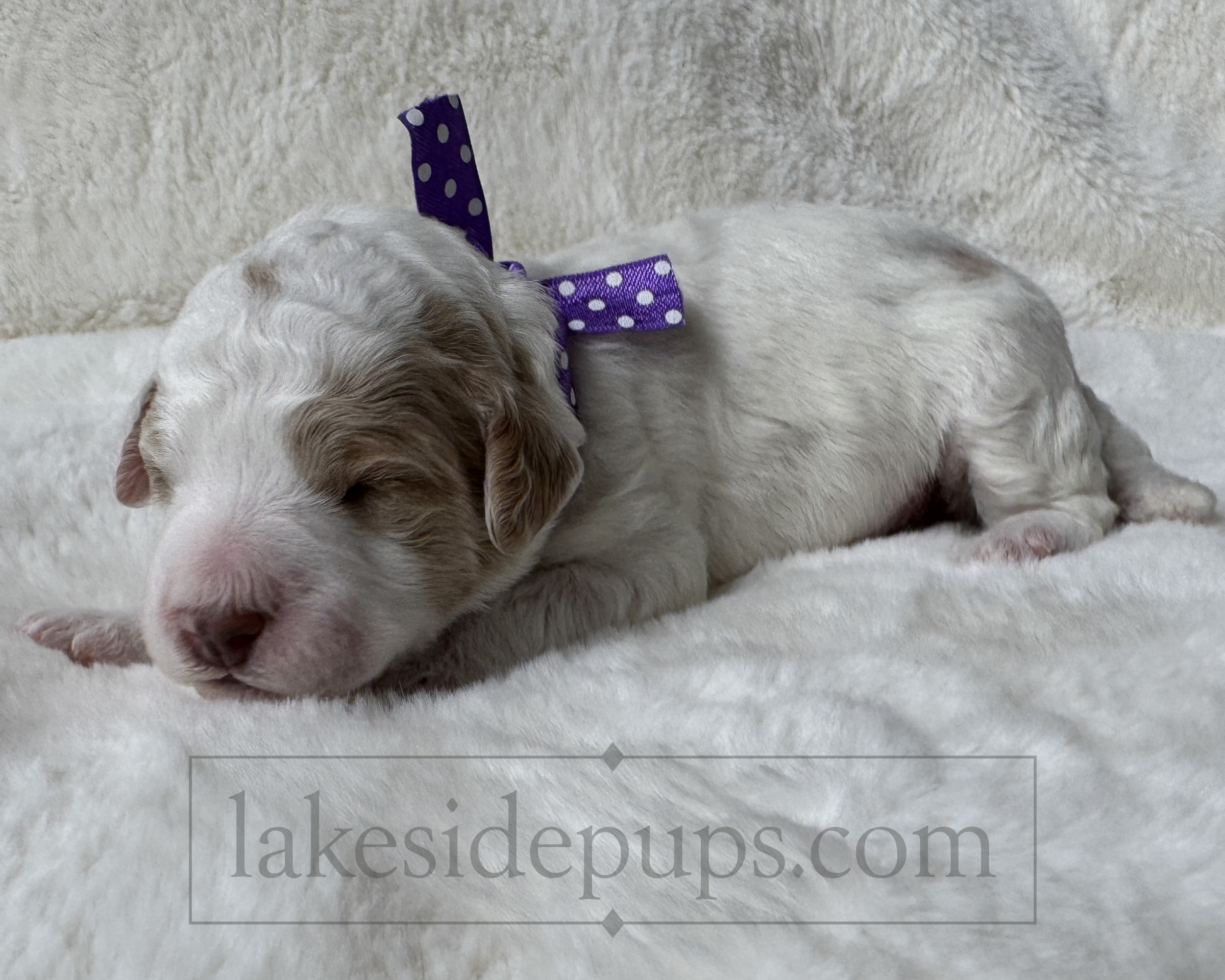 one week old