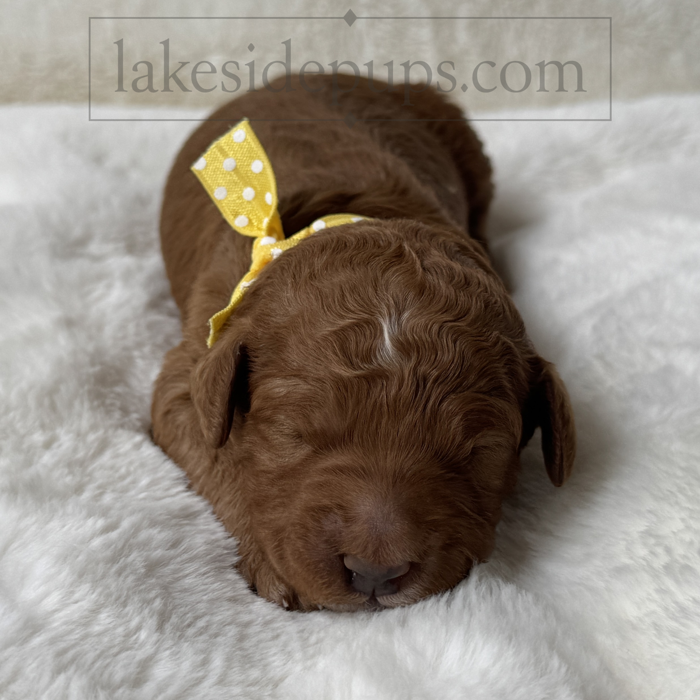 one week old