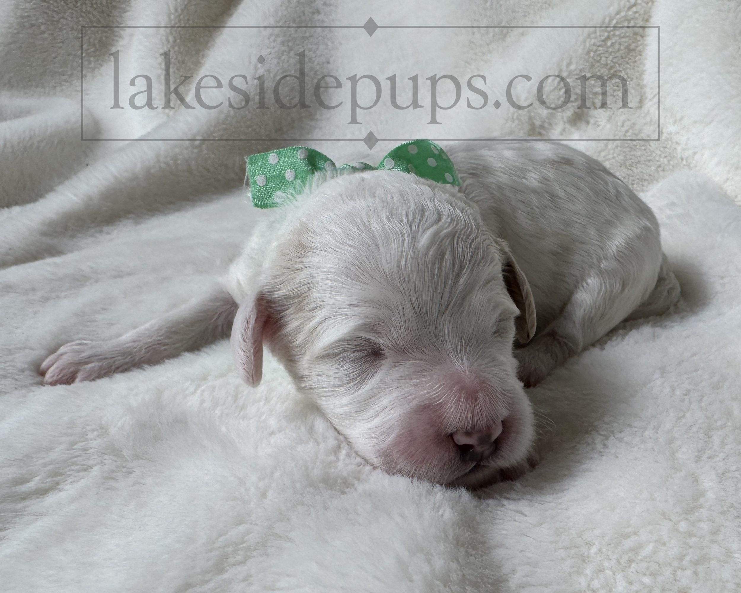one week old