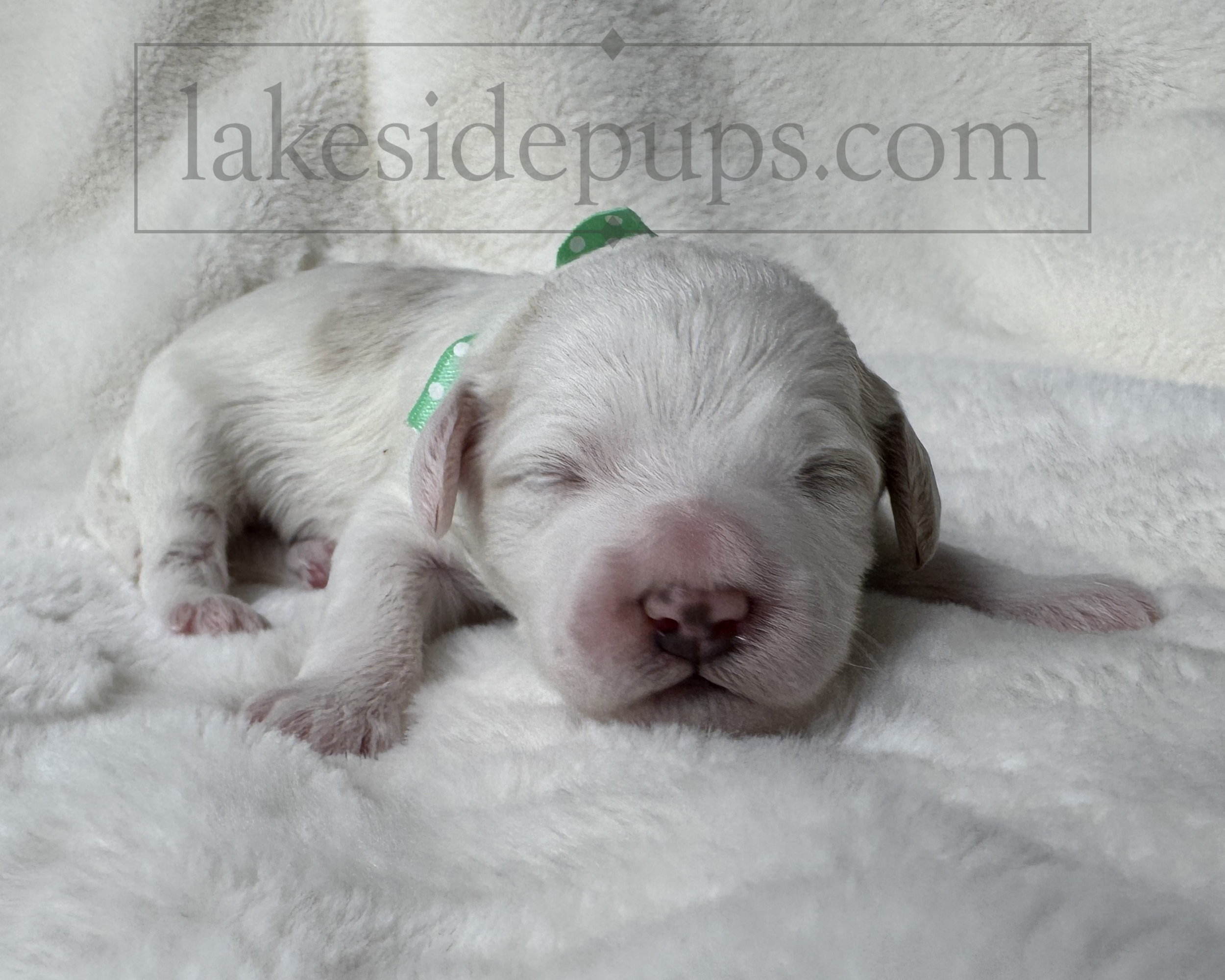 one week old