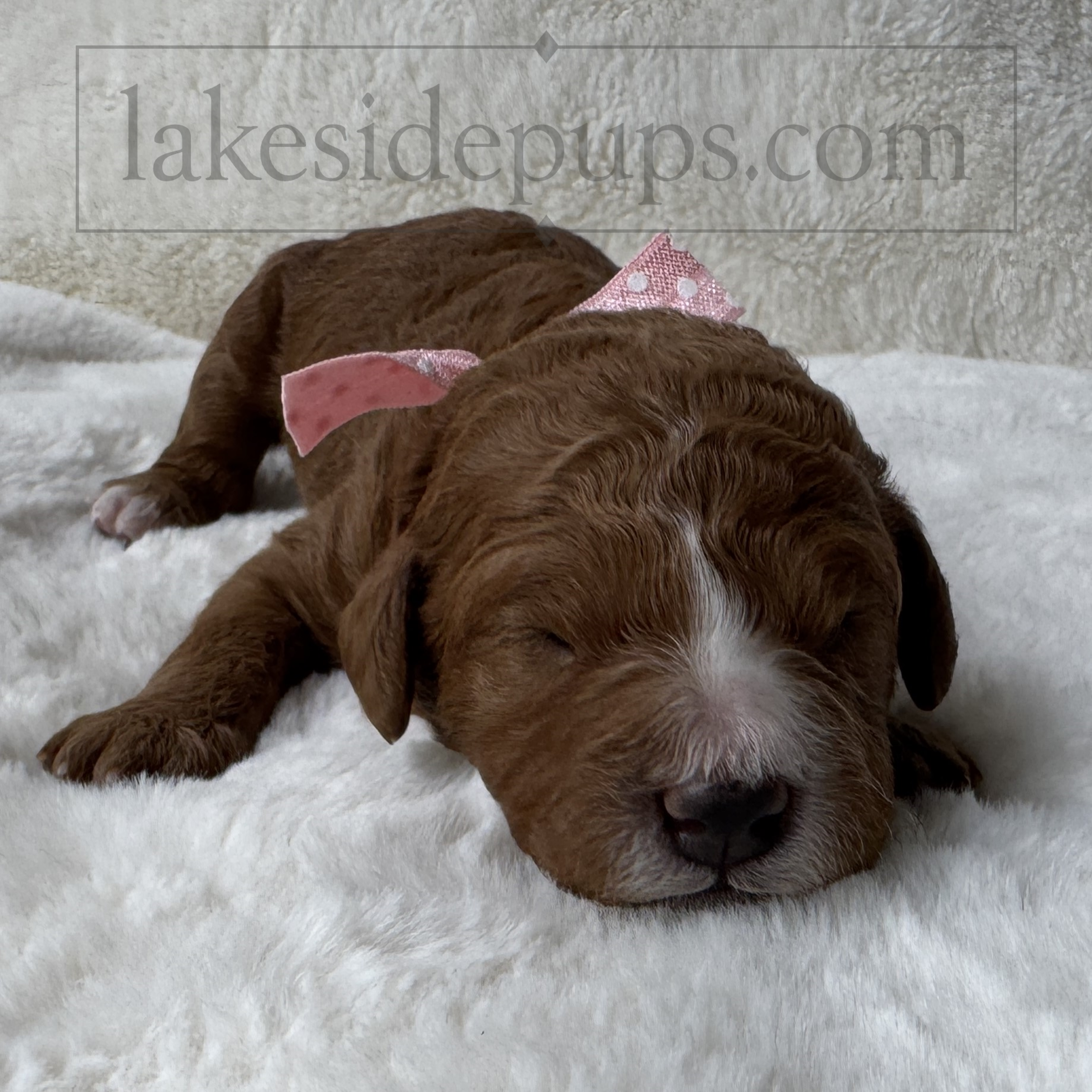 one week old