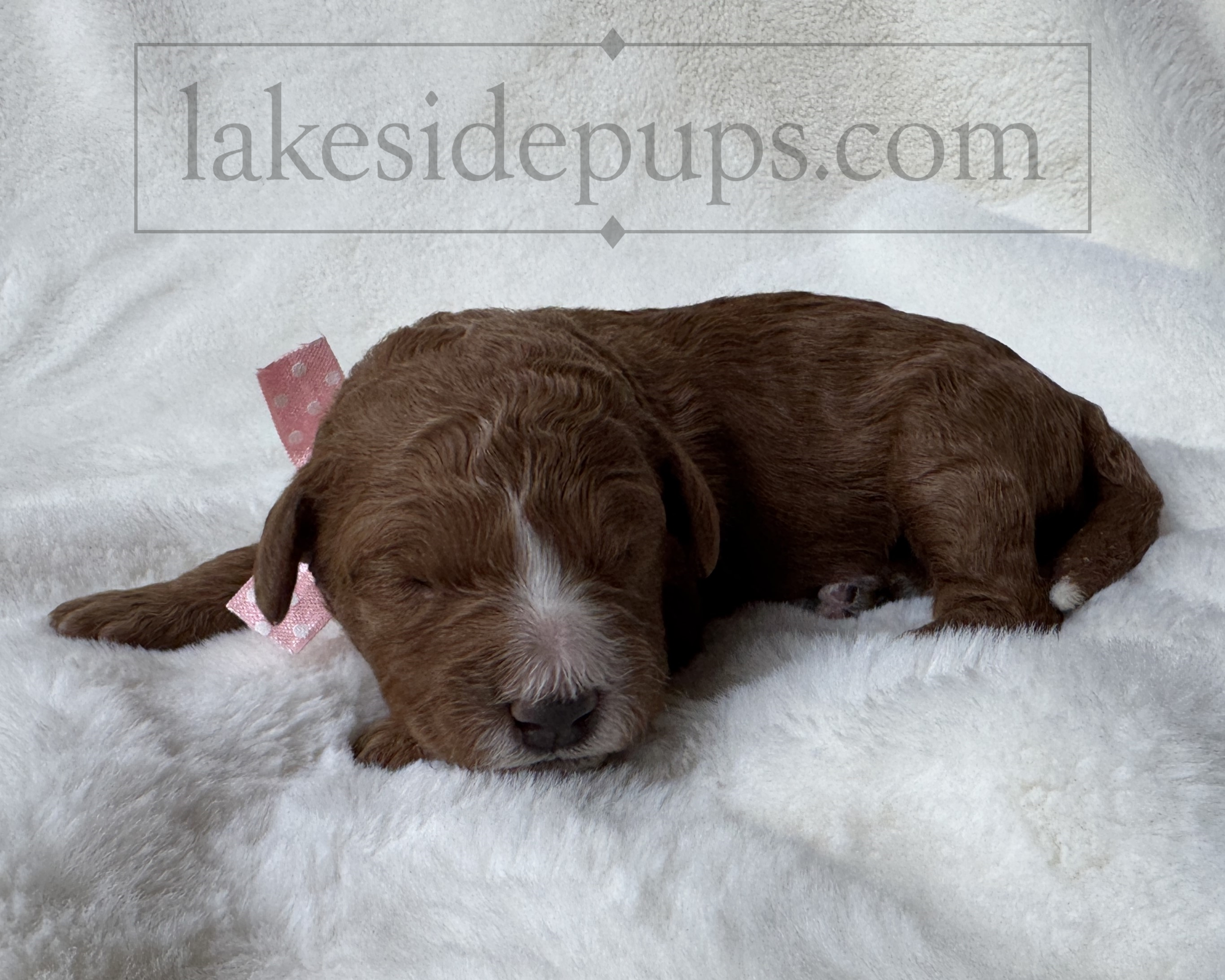 one week old