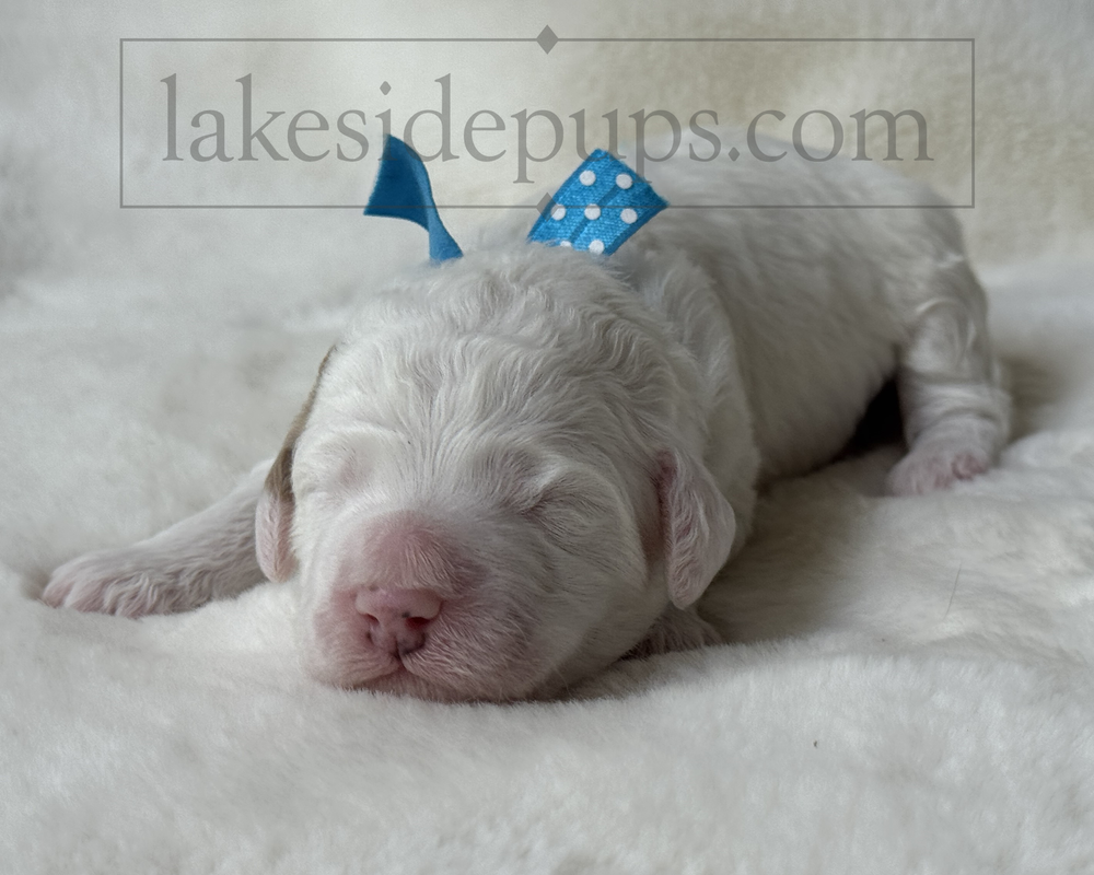 Lakeside Pups