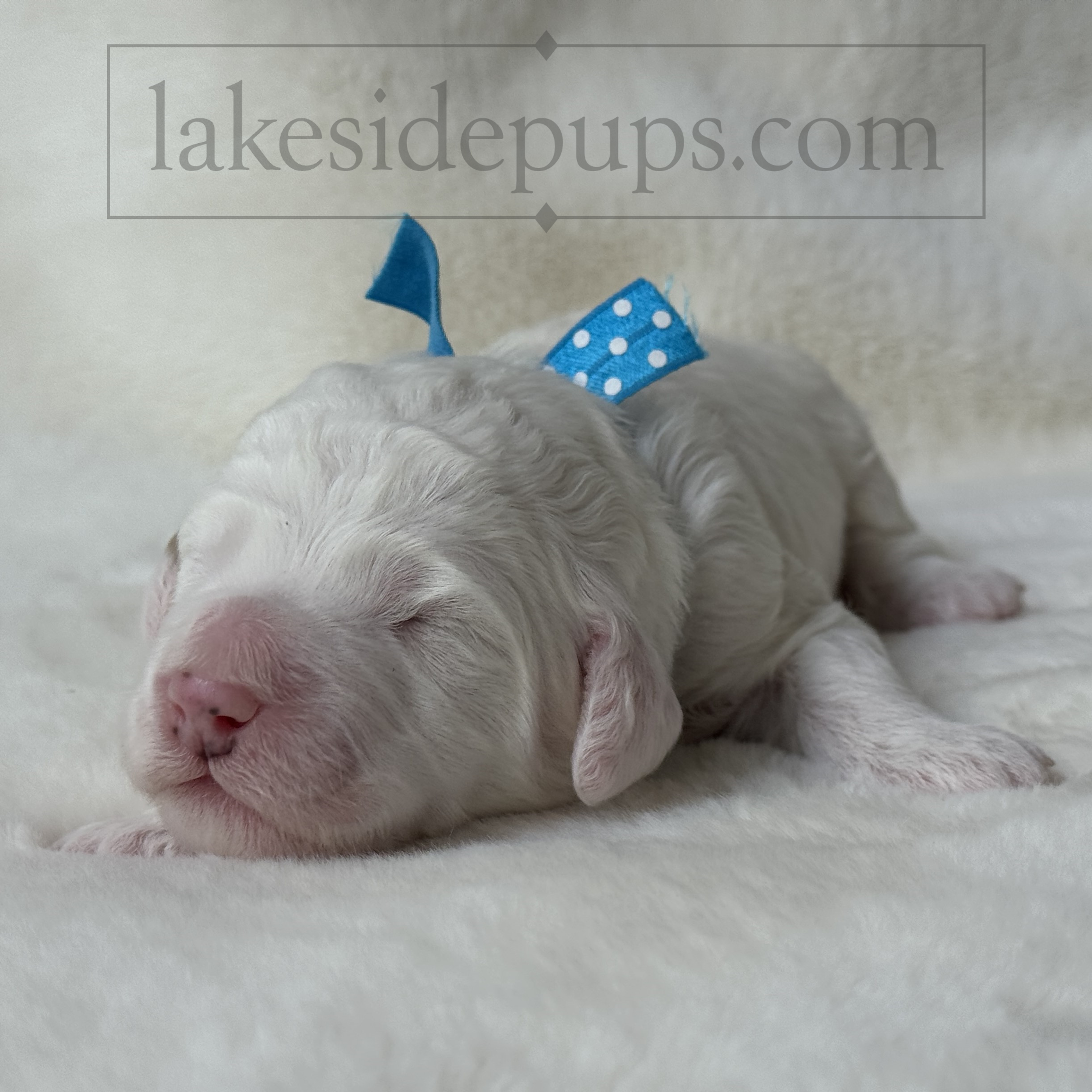 one week old