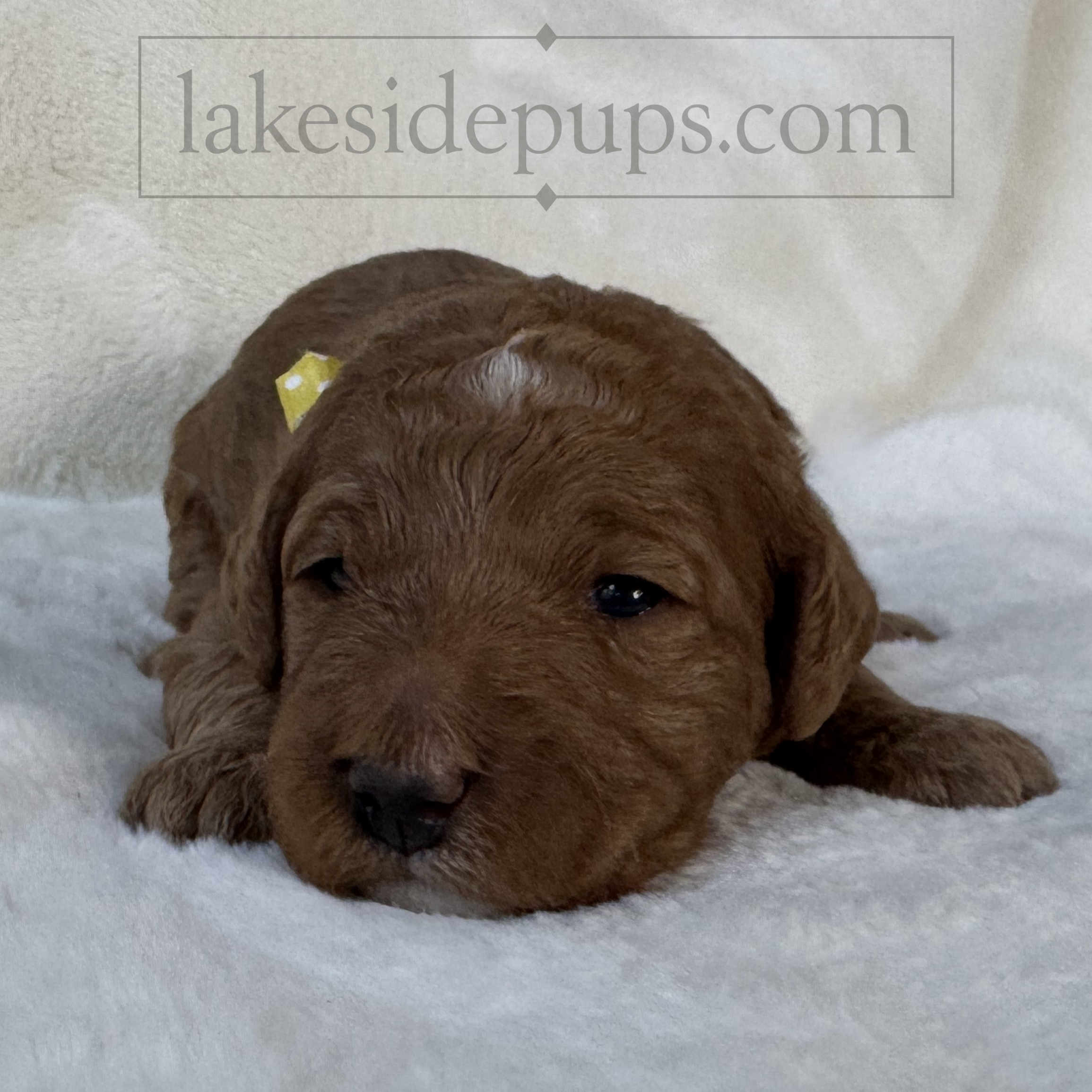 two weeks old