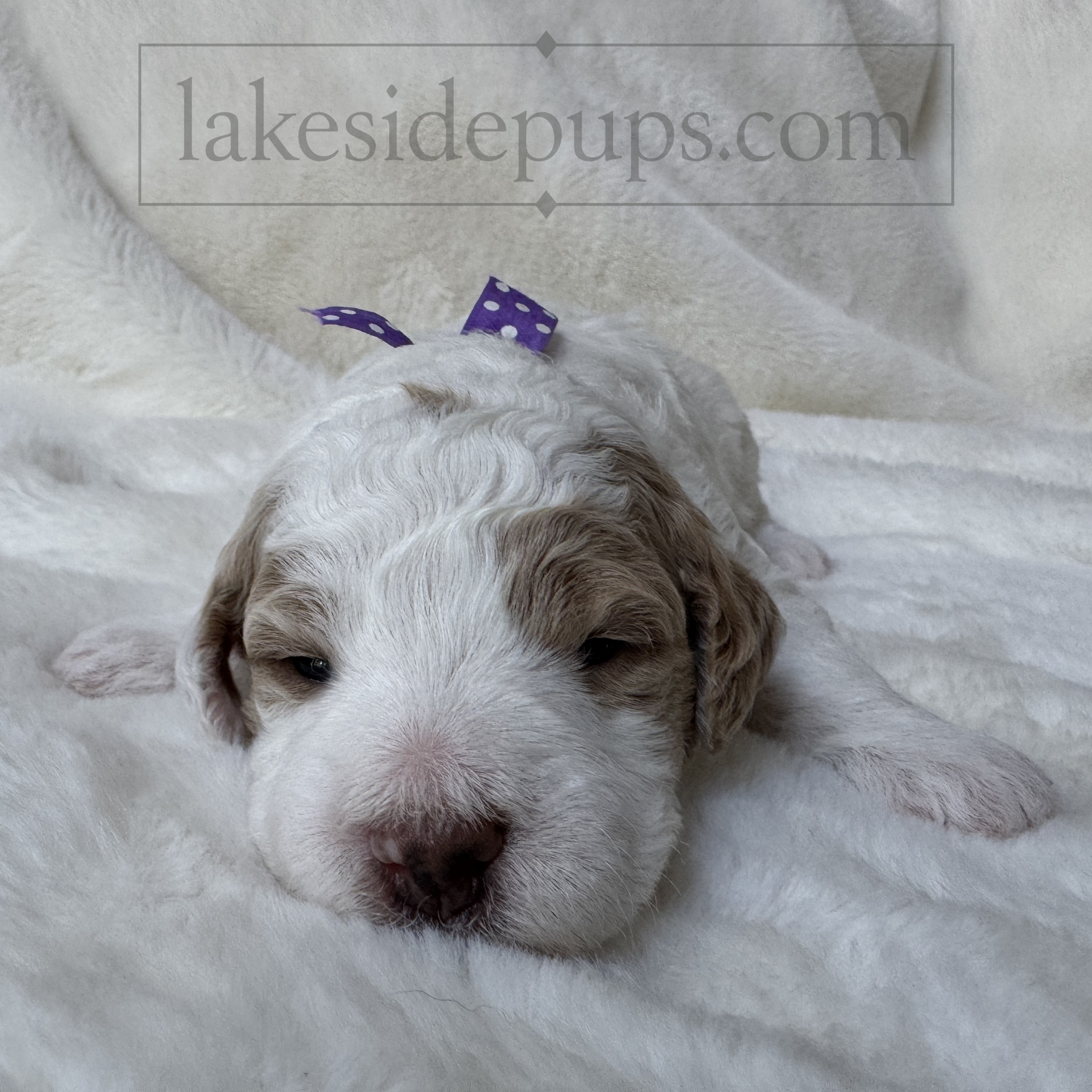 two weeks old