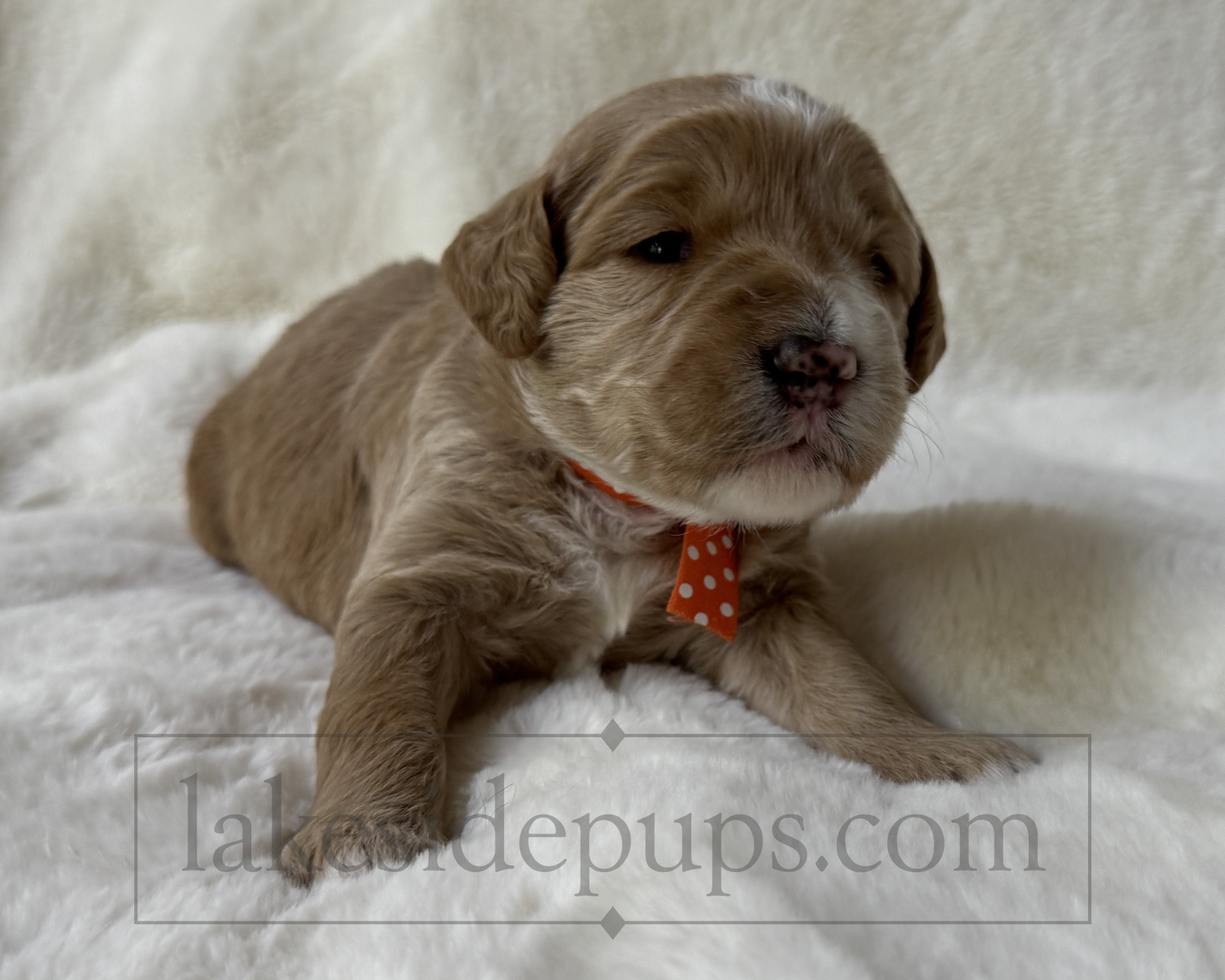 two weeks old