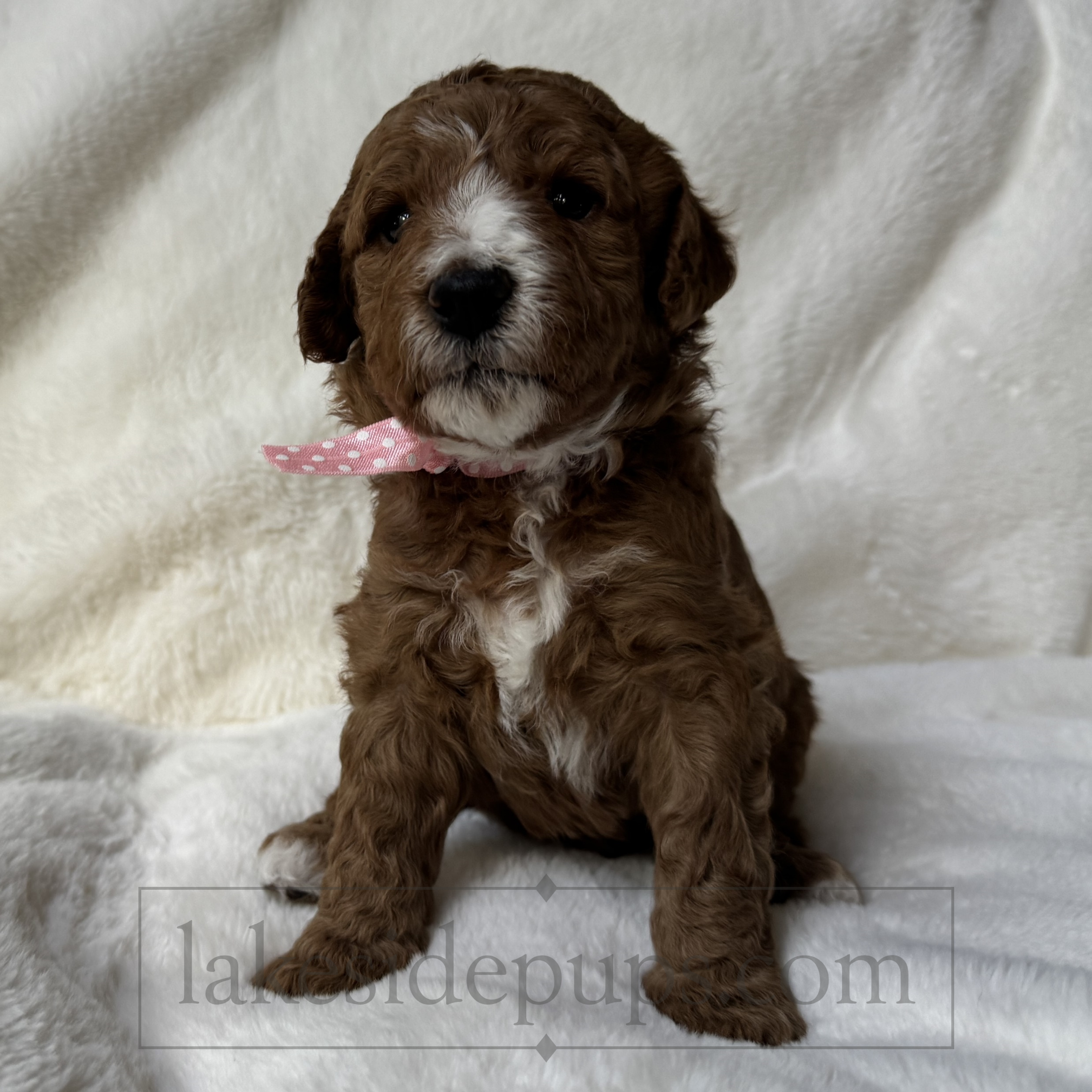three weeks old
