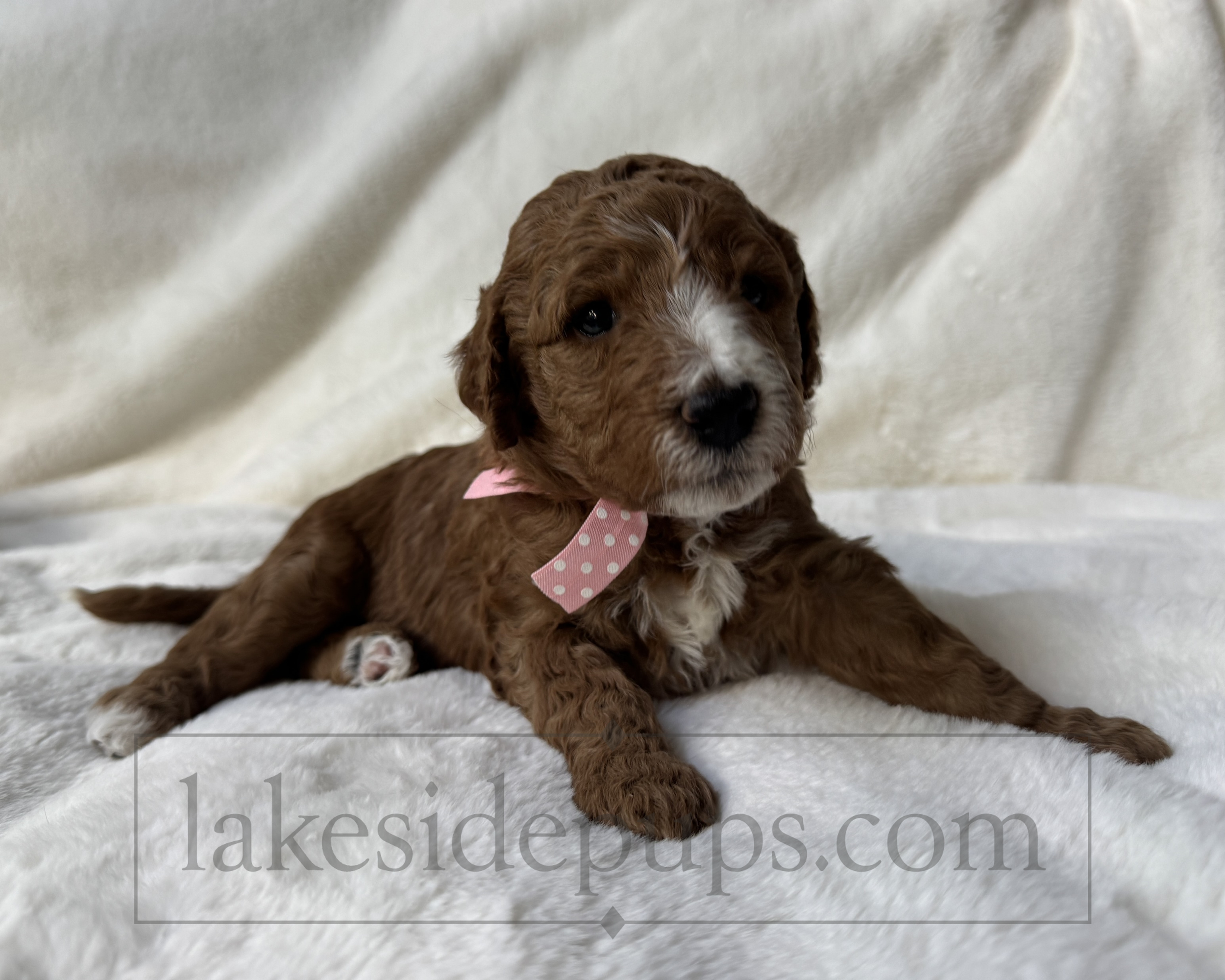 three weeks old
