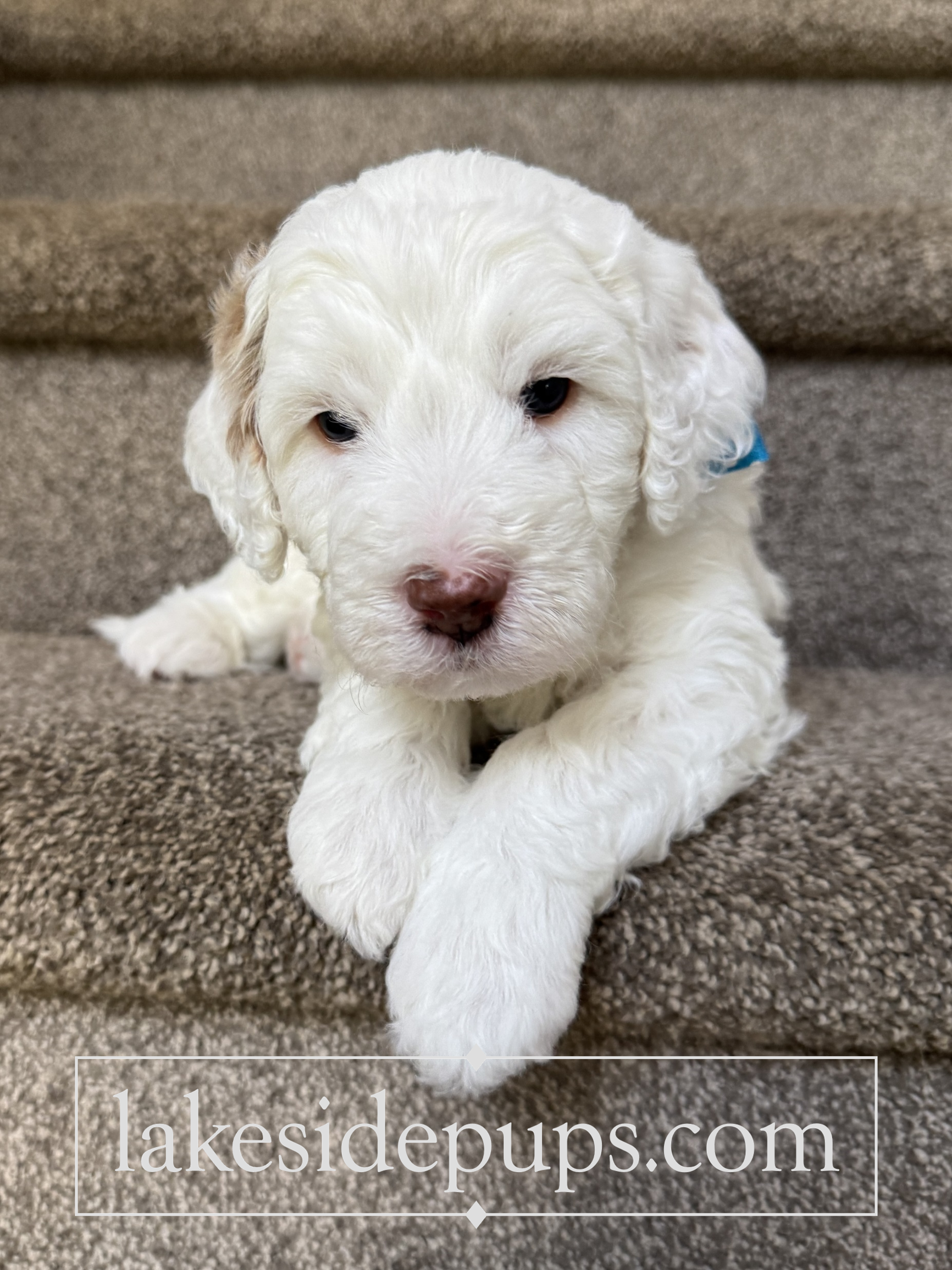 four weeks old