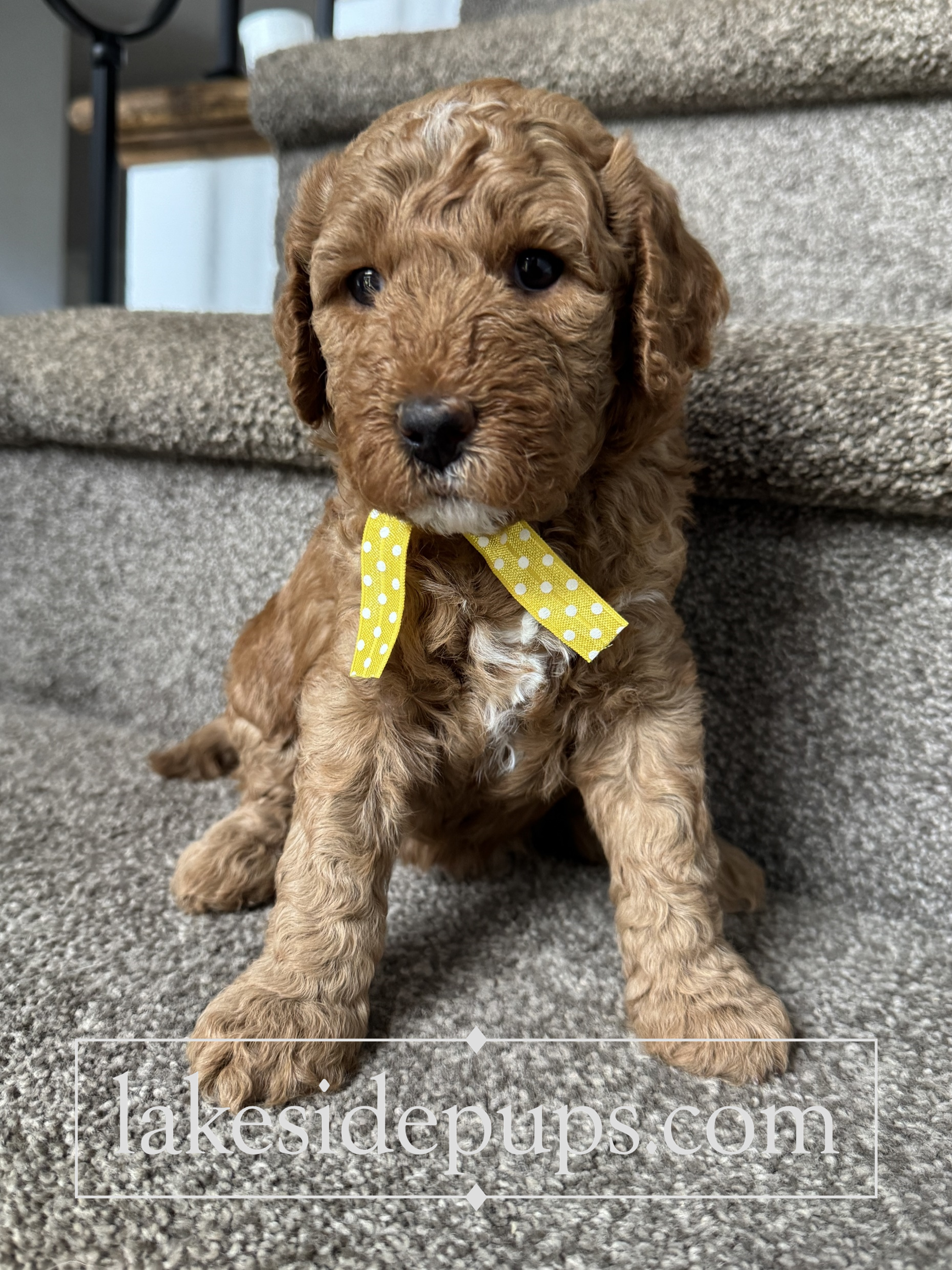four weeks old