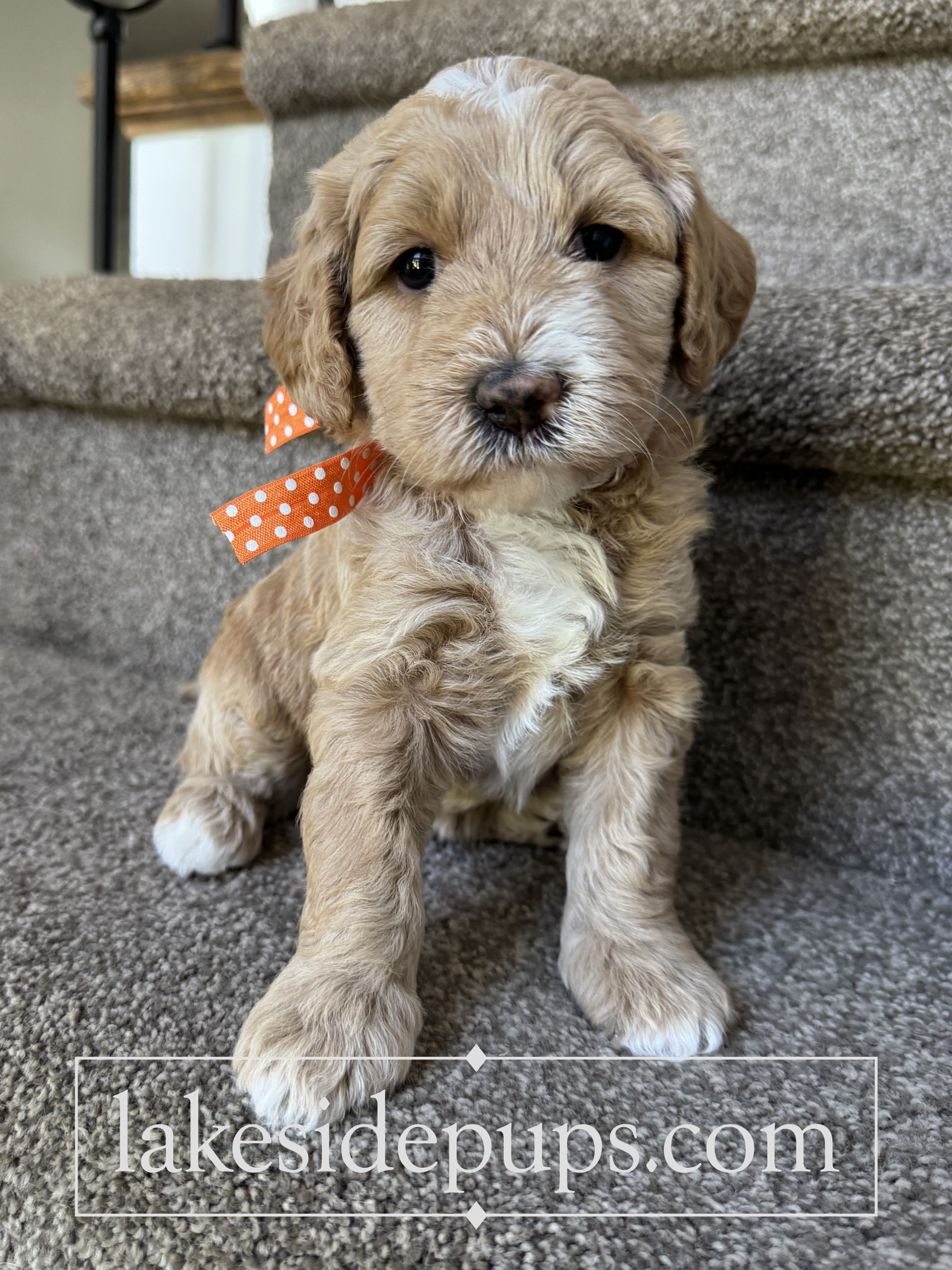 four weeks old