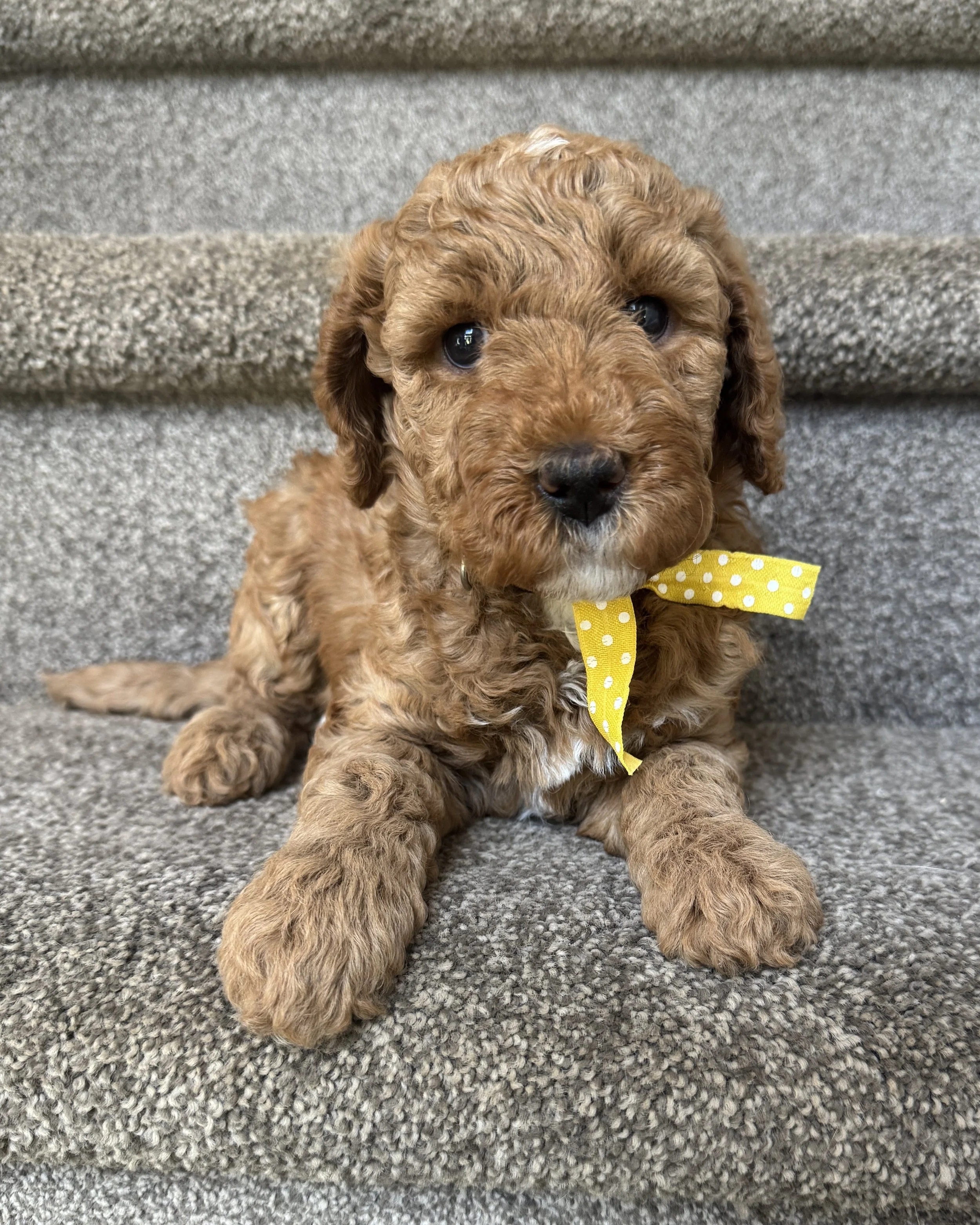 five weeks old