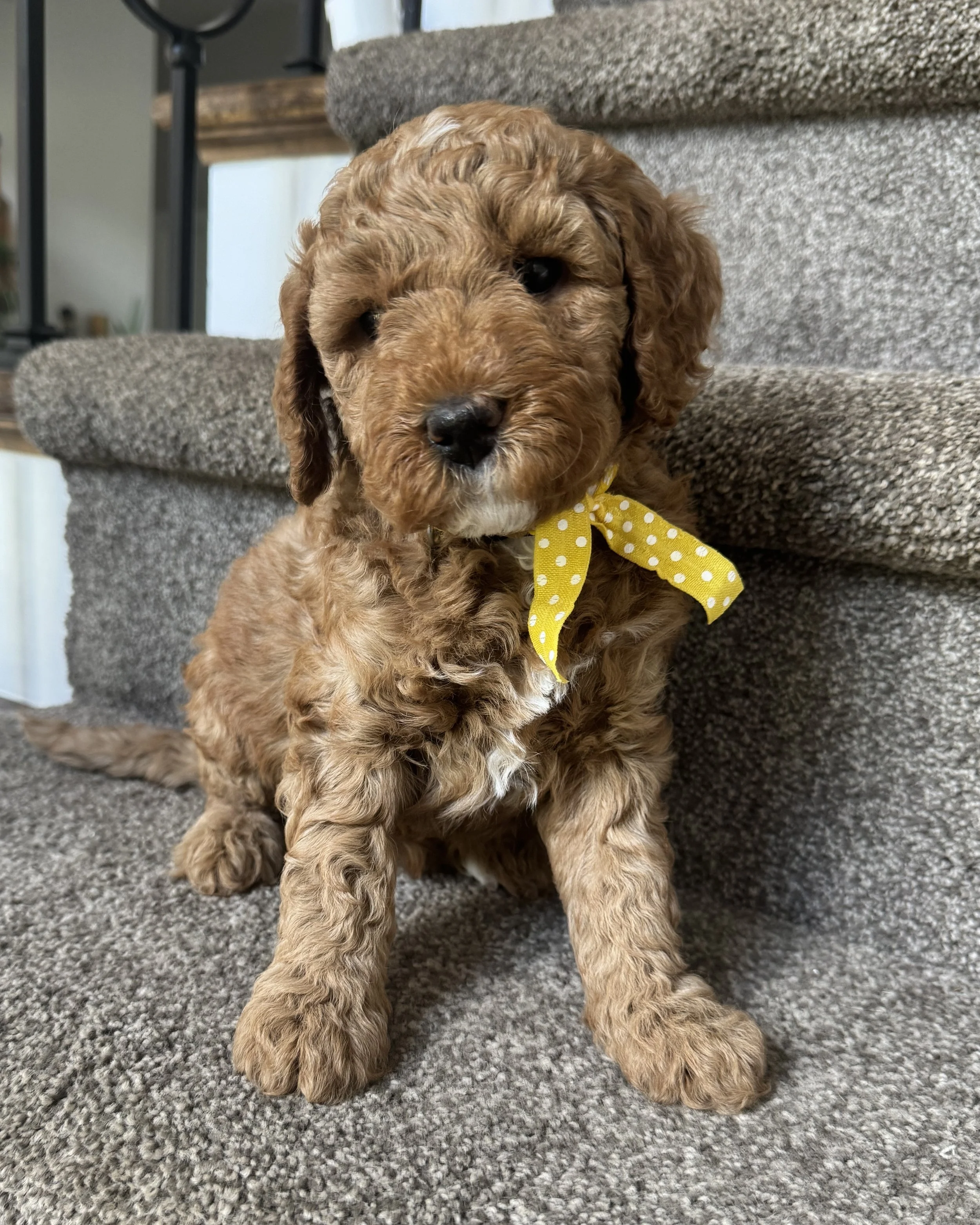five weeks old